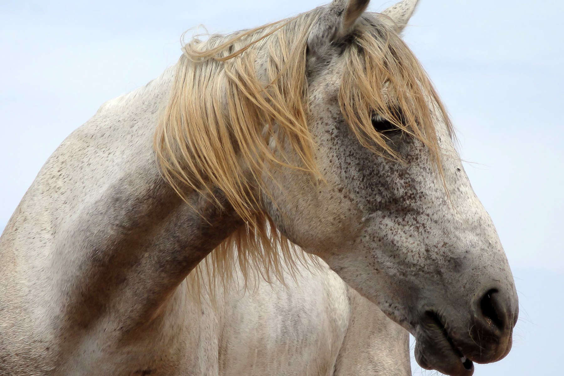 Cheval du Maroc