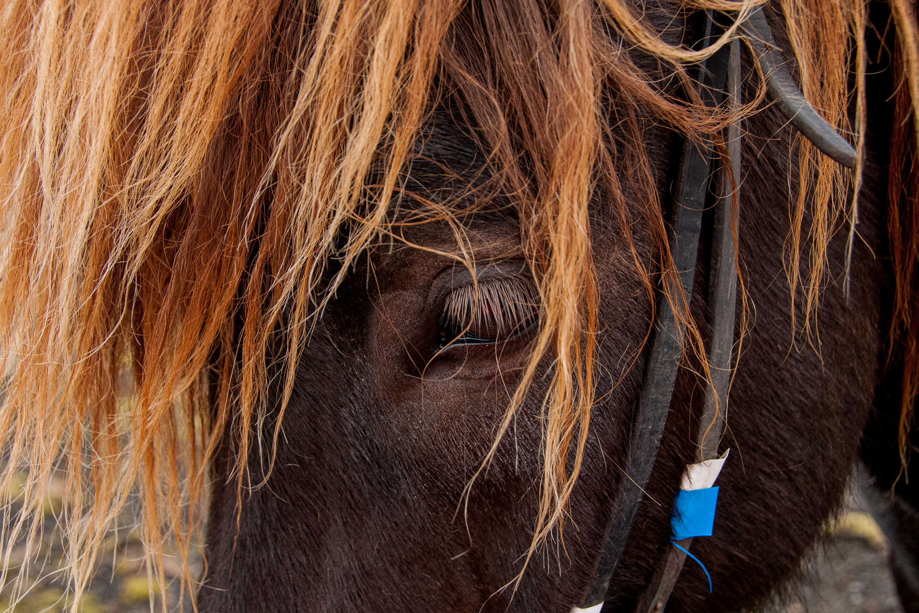 Cheval en Islande