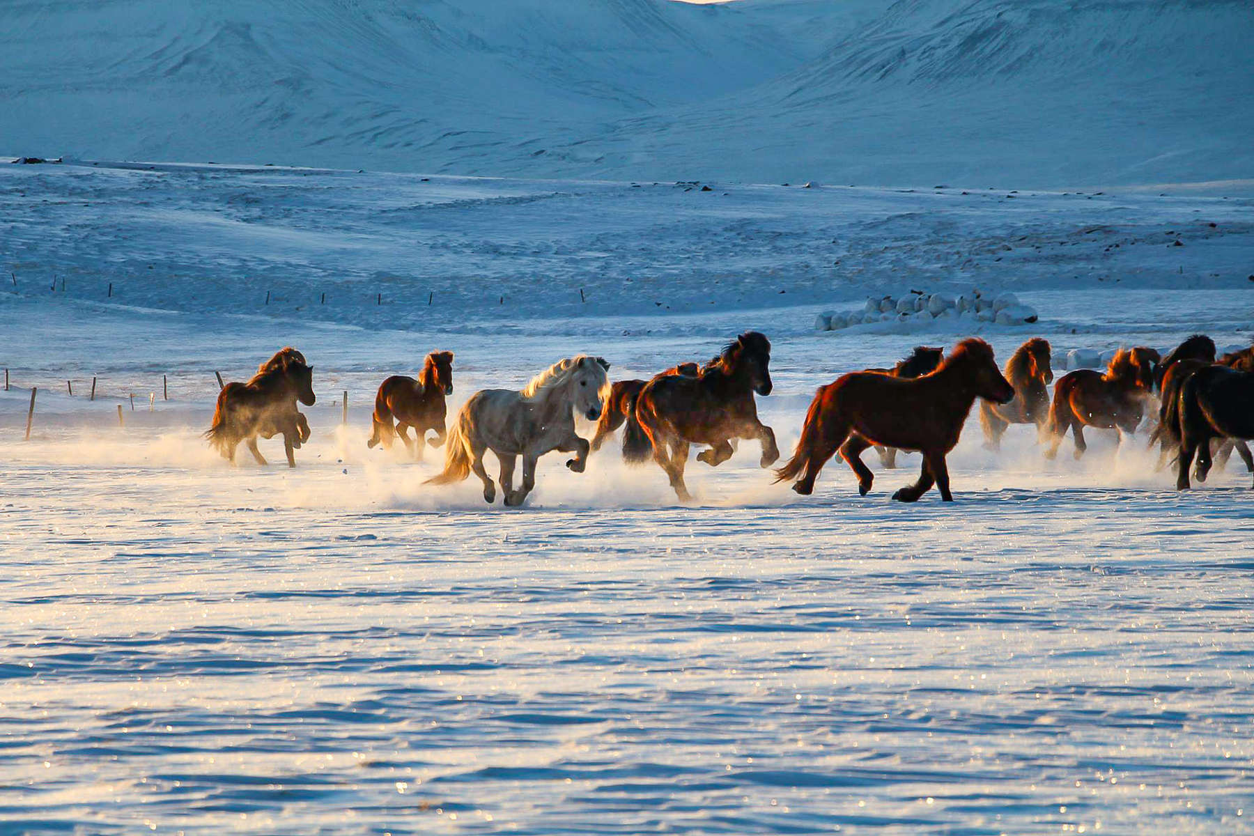 Chevaux sauvages islandais Chevaux au galop en Islande
