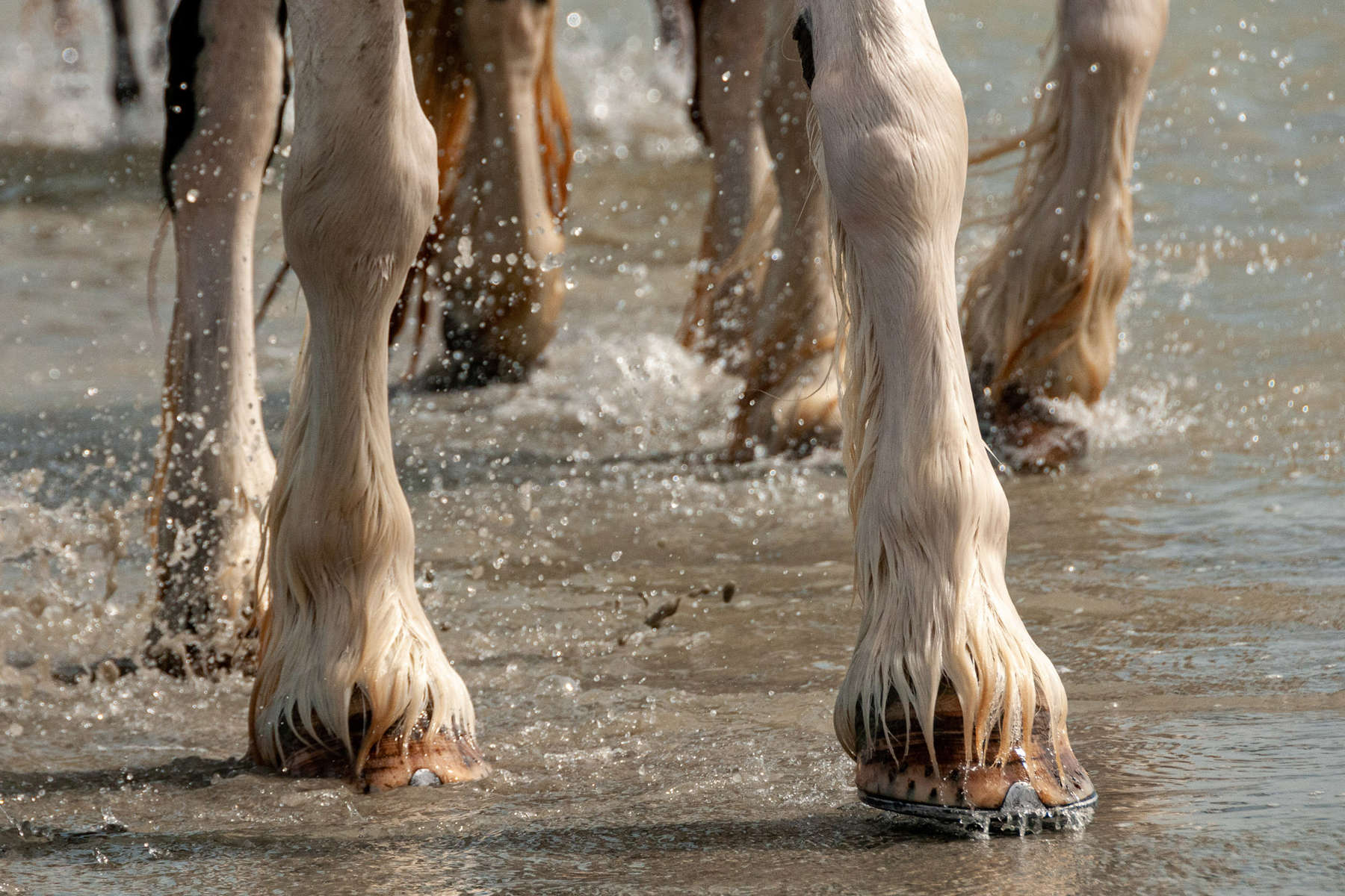 Chevaux dans la mer