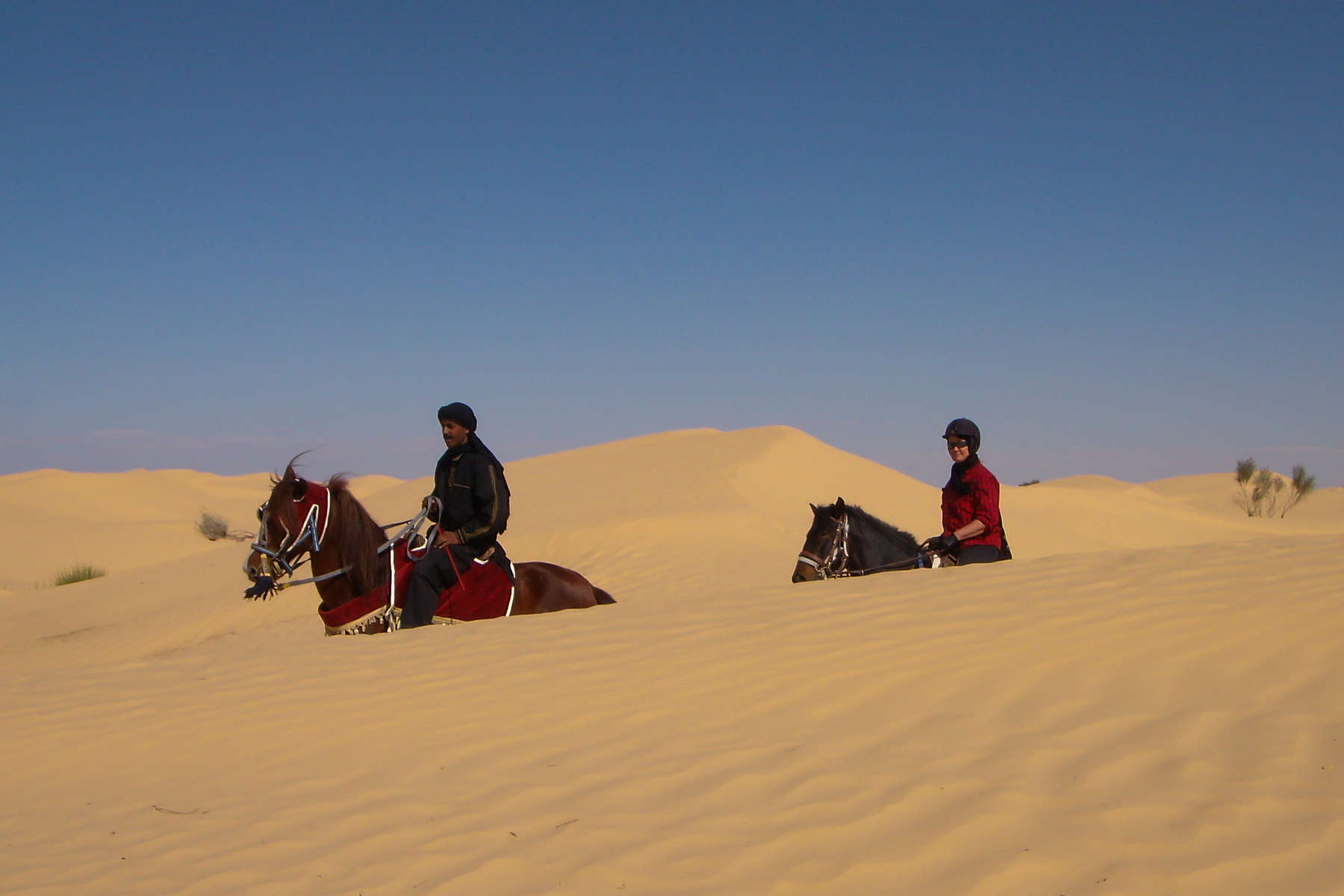 Chevaux dans les dunes en Tunisie