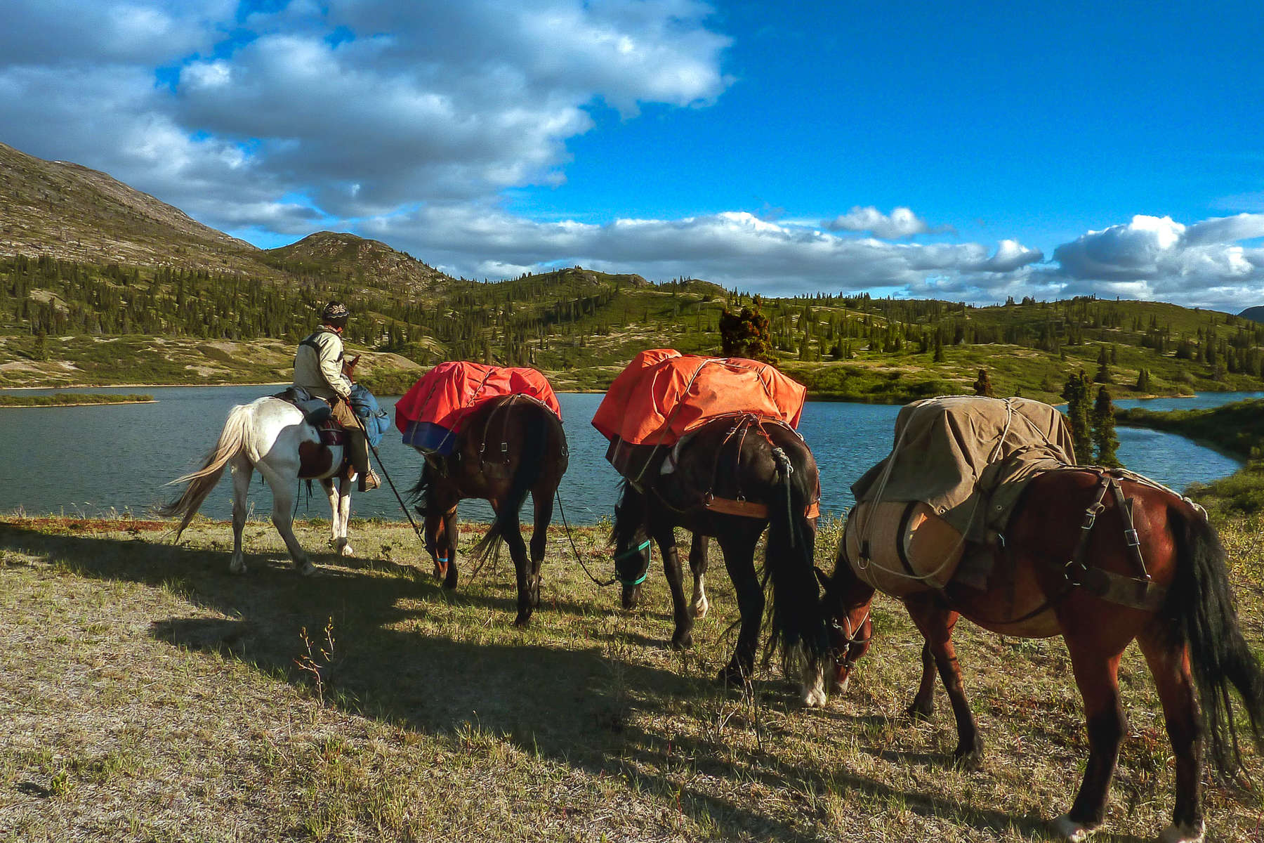 Chevaux de bât du Yukon