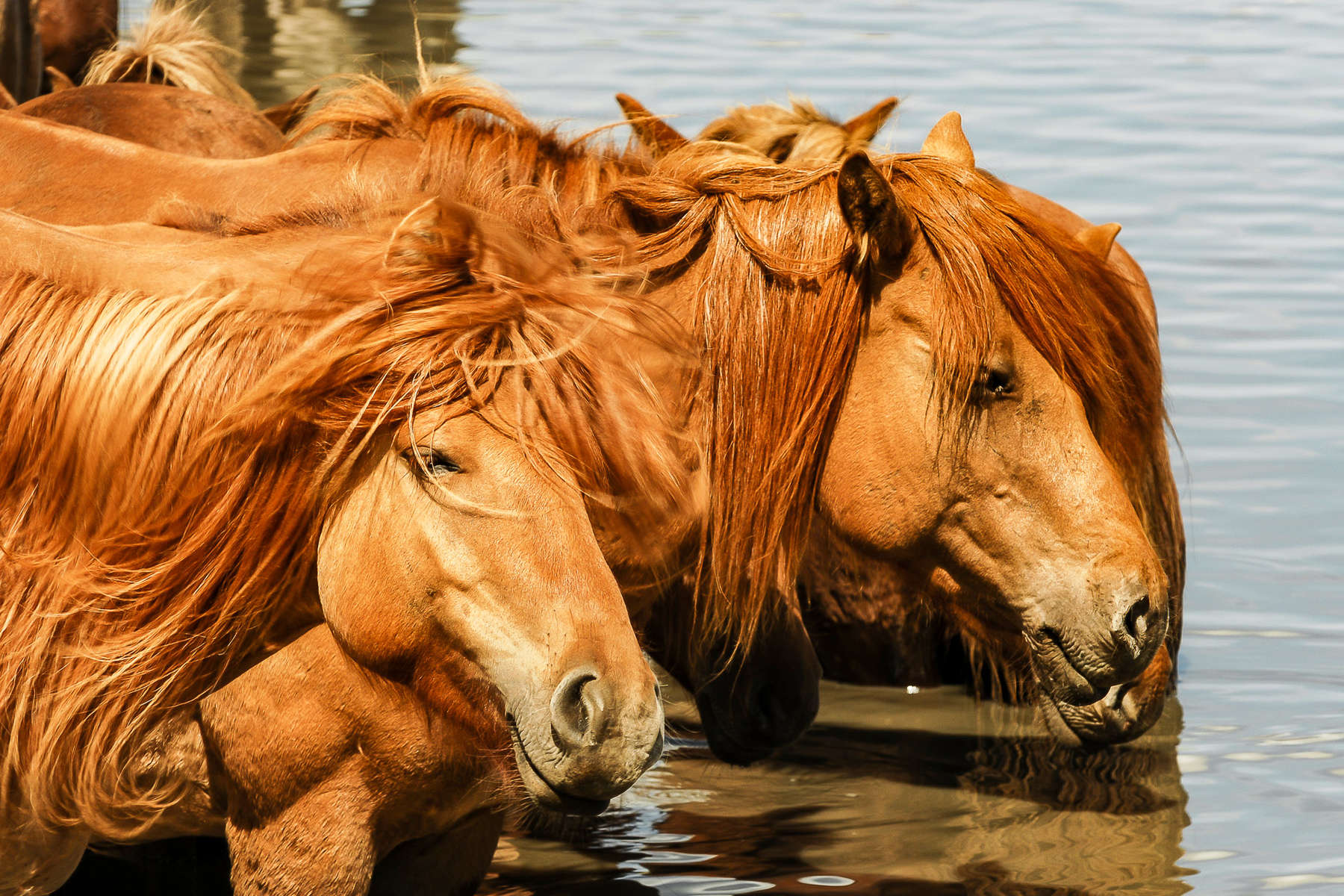 Chevaux de Mongolie