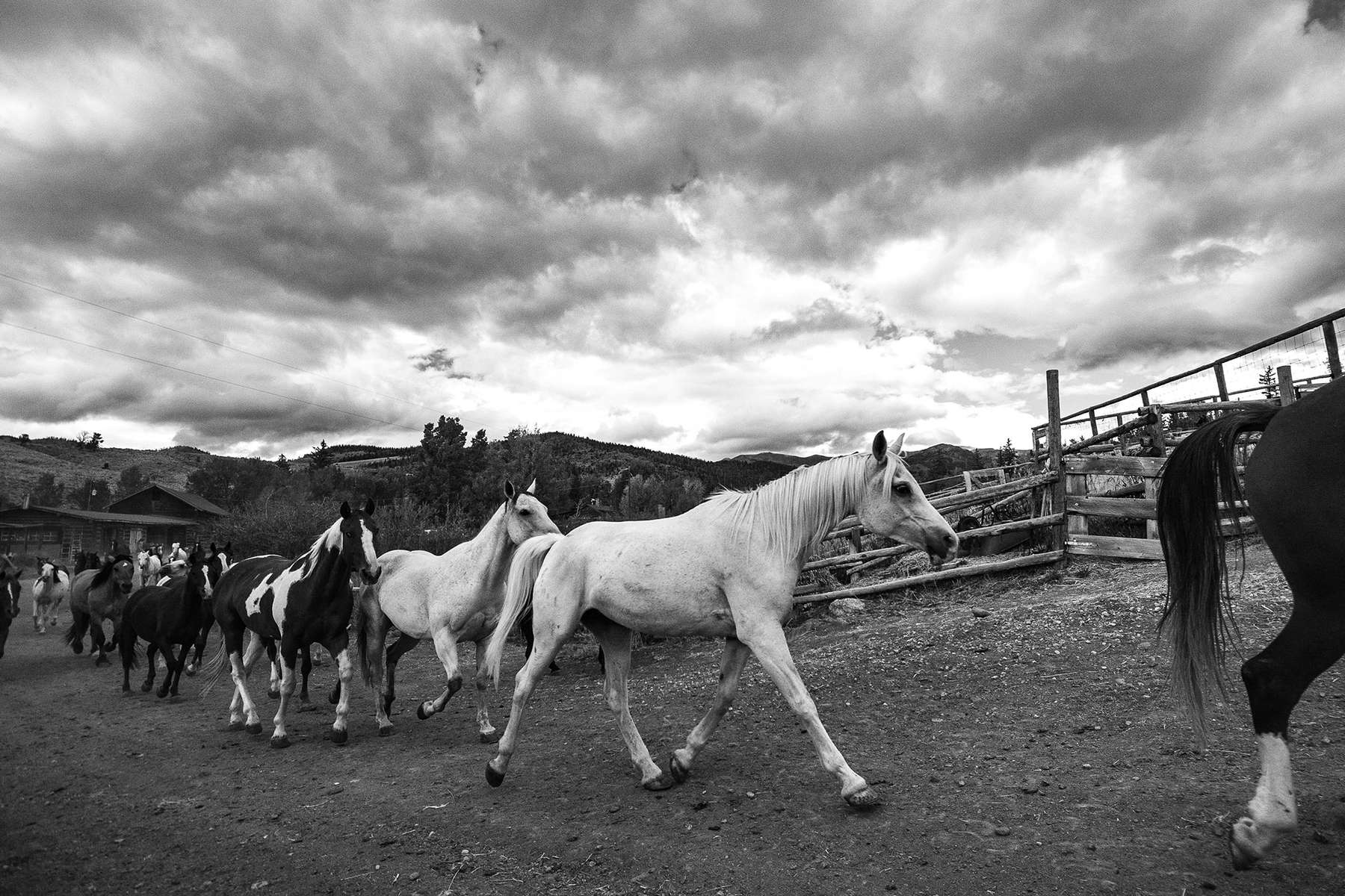 Chevaux en liberté aux USA