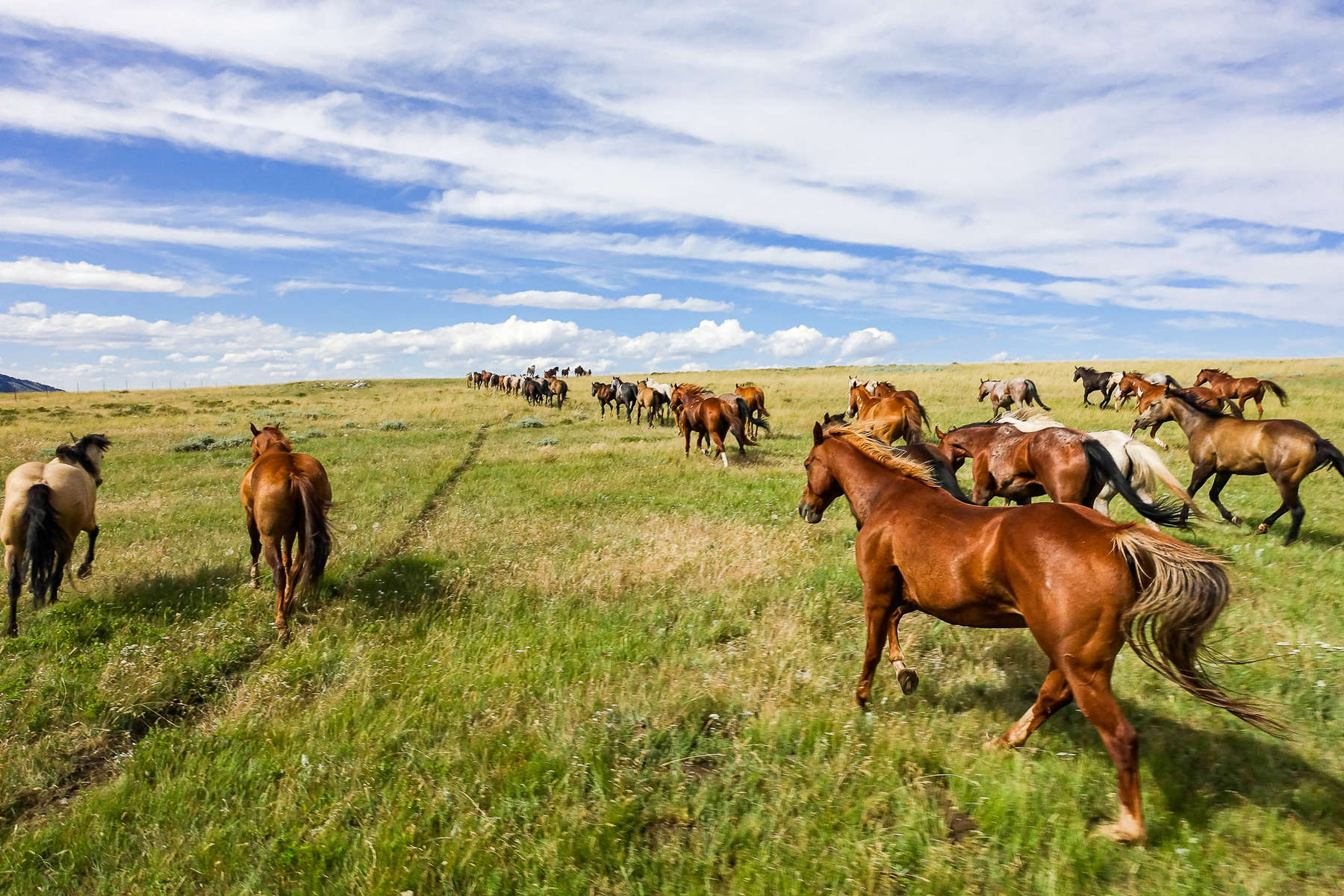 Chevaux en liberté dans le Montana