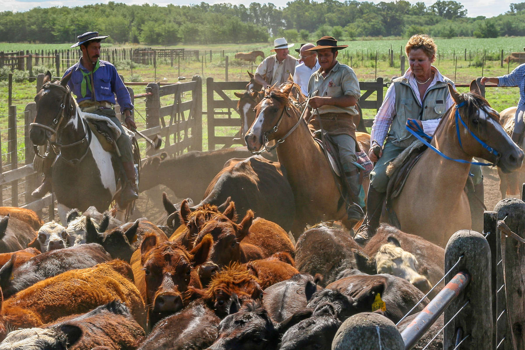 chevaux et veaux dans un corral en Argentine