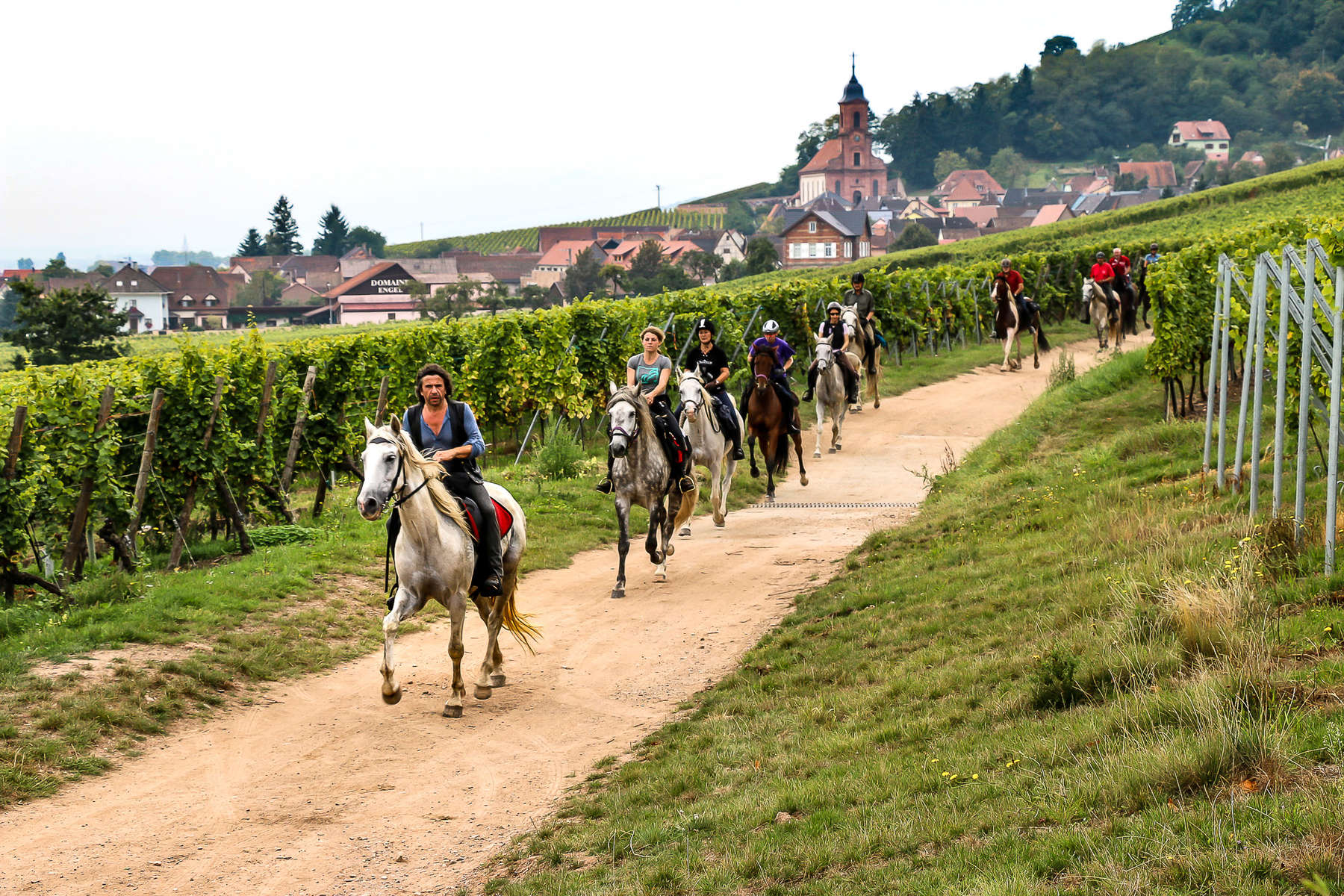 Cavaliers à travers les vignes en Champagne Chevaux et vignes en Champagne