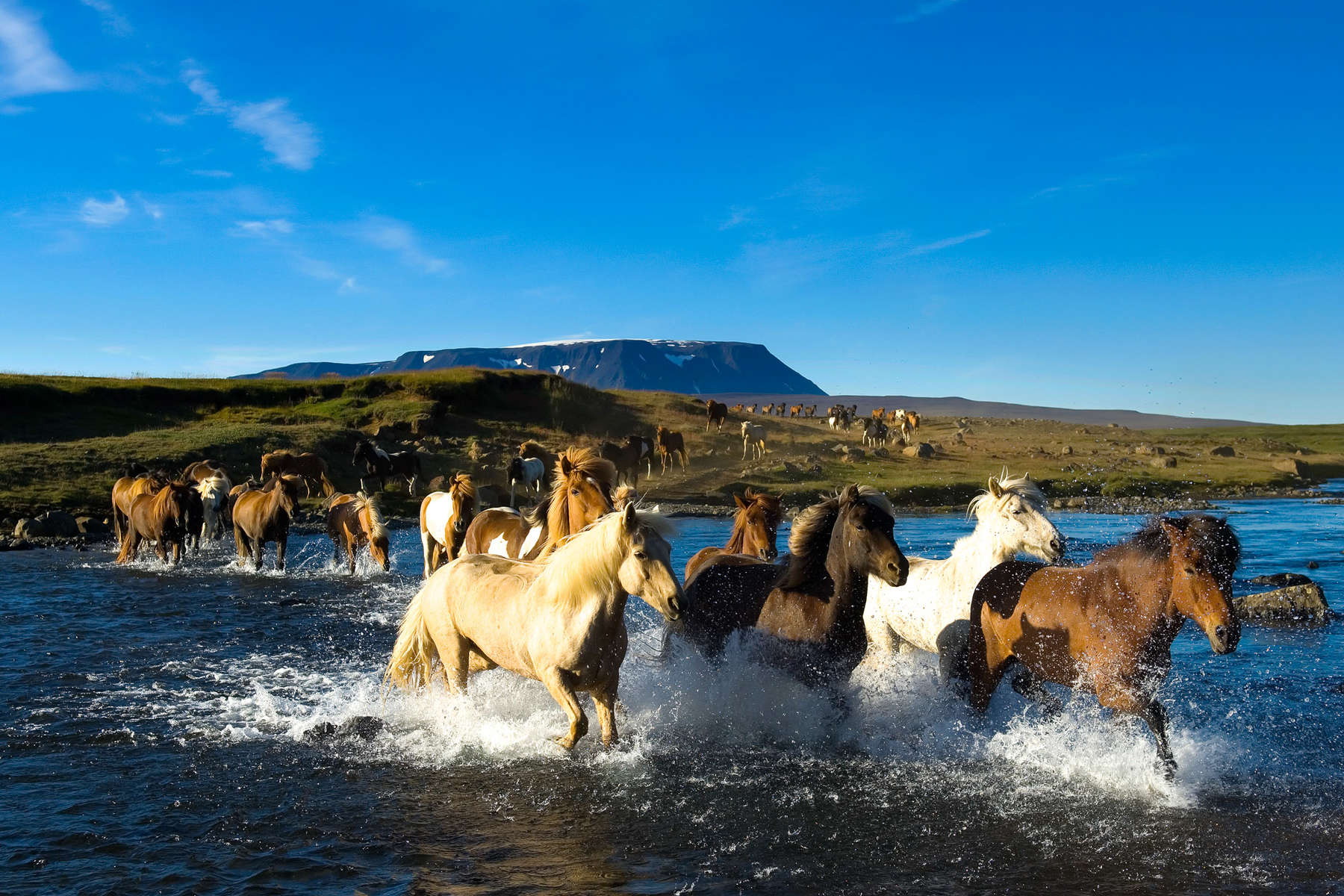 Chevaux islandais