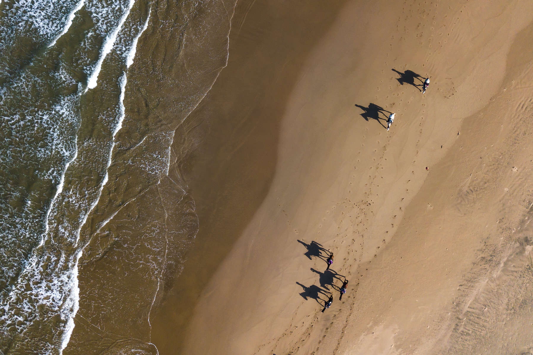 chevaux sur une plage de la wild coast