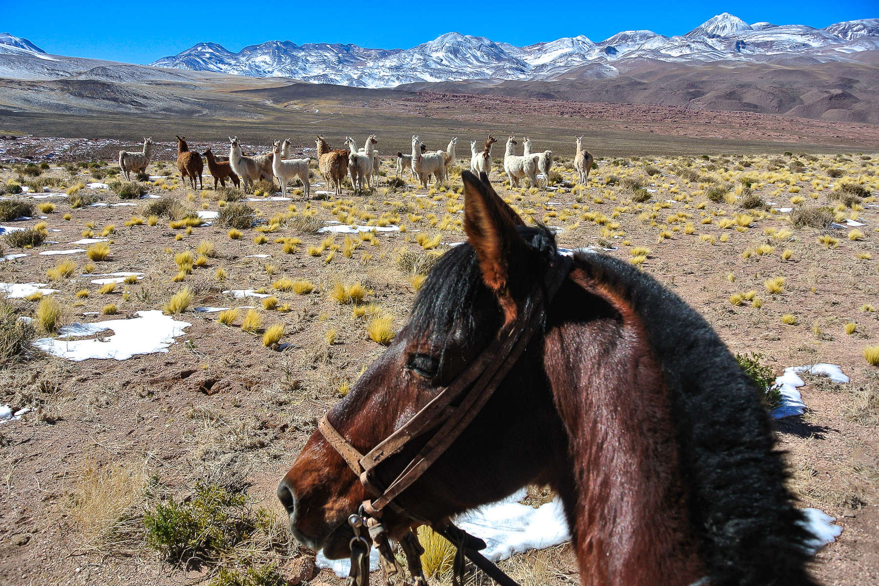 Chili à cheval