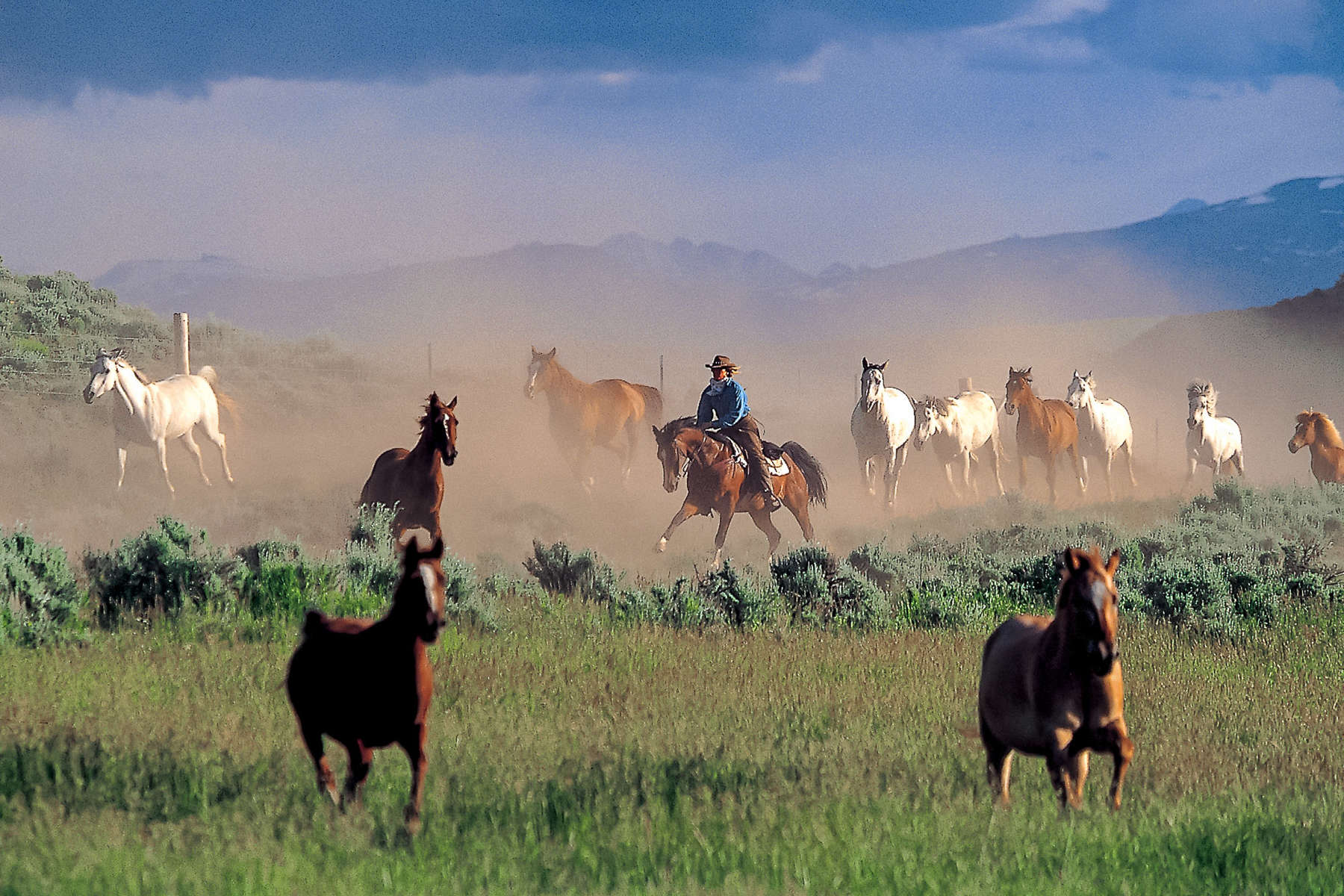 Cavalière convoyant des chevaux Convoyage de chevaux