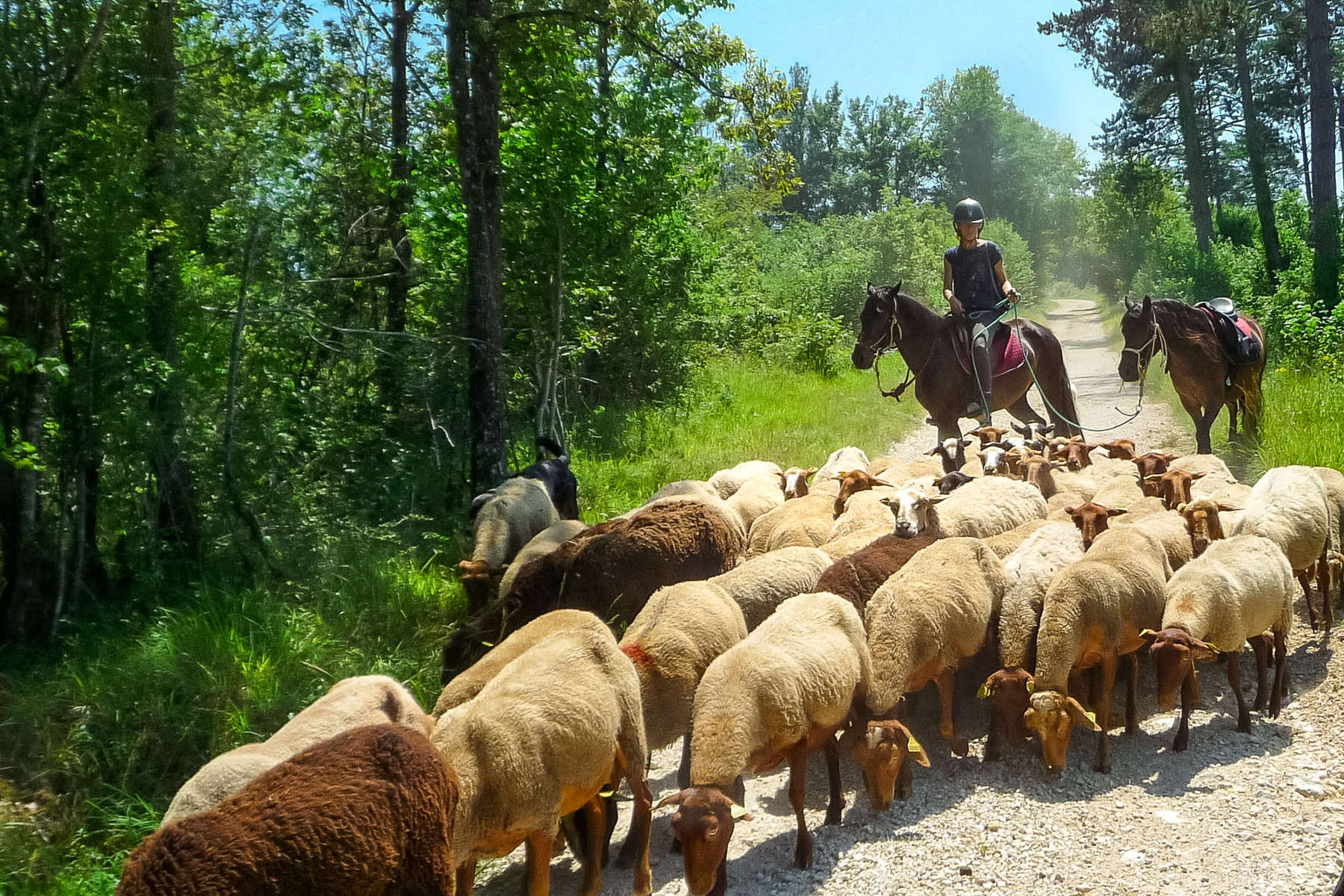 Convoyage de troupeaux - Périgord