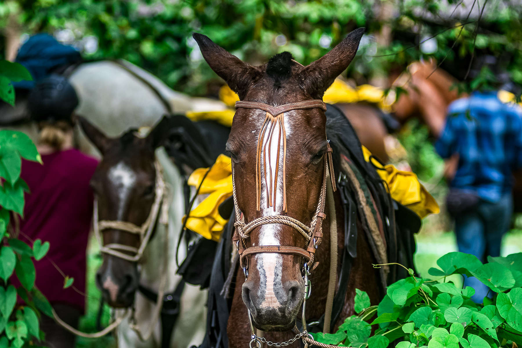 Costa Rica à cheval