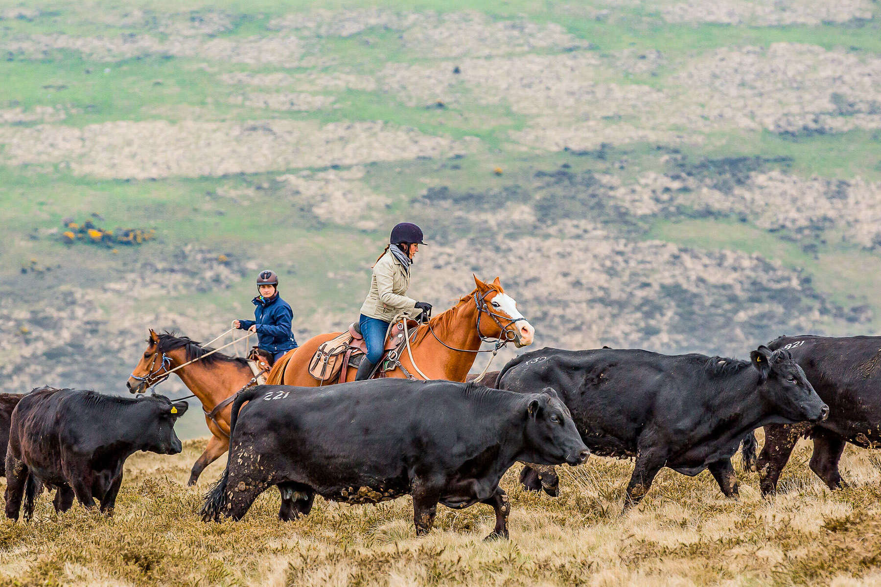 Deux cavaliers triant du bétail au Royaume-Uni
