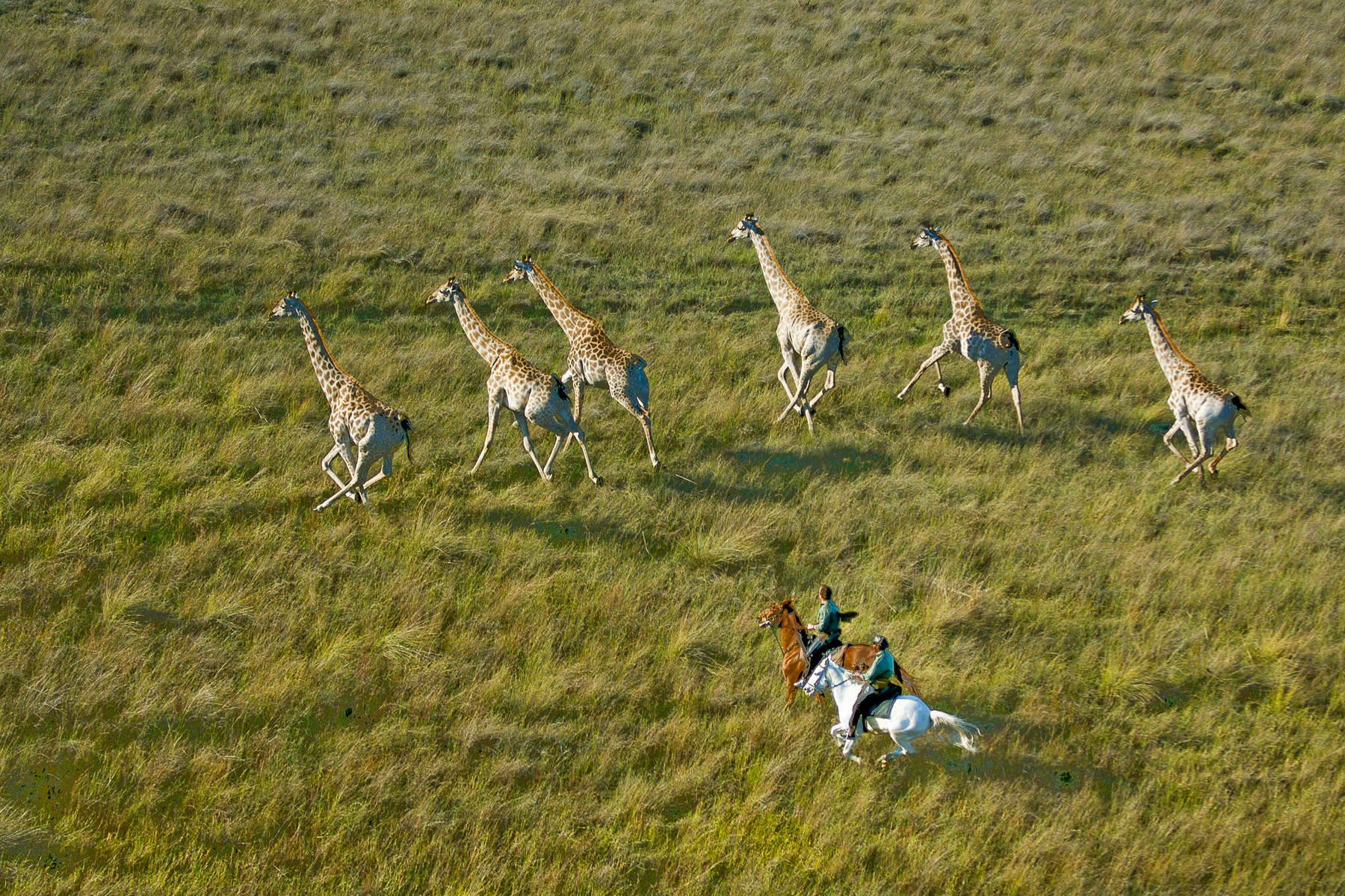Galop avec des girafes dans le delta de l'Okavango