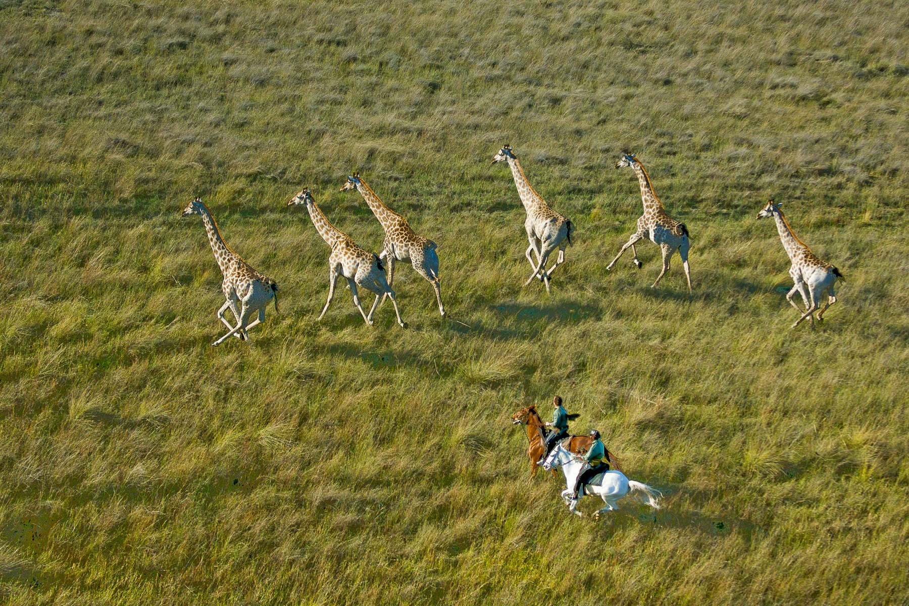 Galop avec des girafes du delta Galop avec des girafes dans le delta de l'Okavango