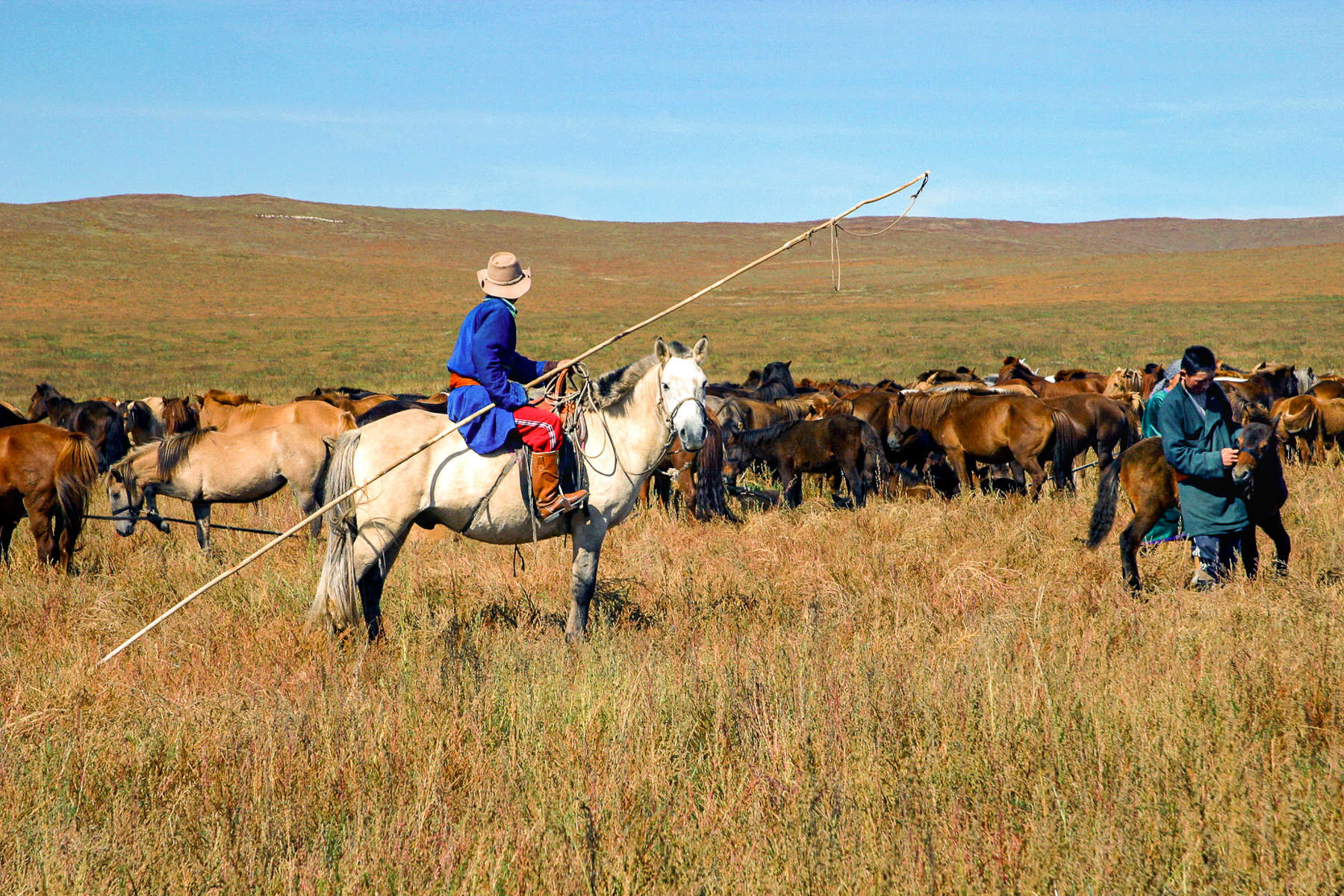 Gardien et son troupeau de chevaux en Mongolie