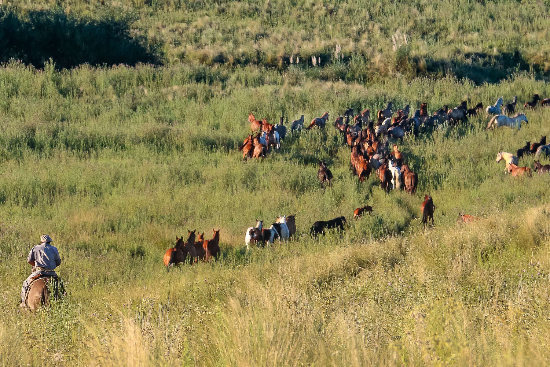 gaucho argentin conduisant un troupeau de chevaux