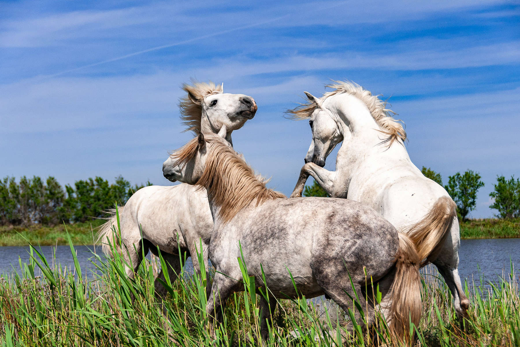 La Camargue et ses chevaux