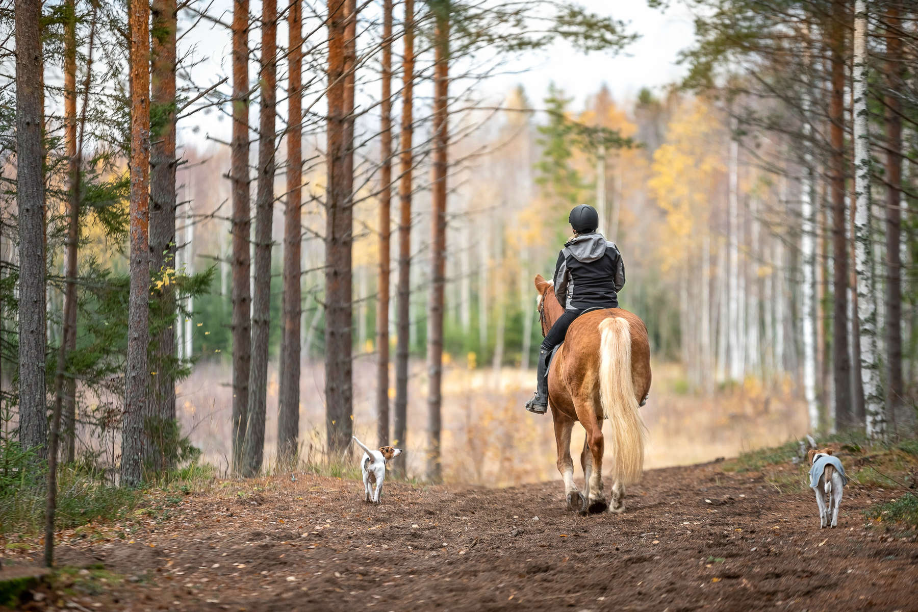 La Laponie suédoise à cheval
