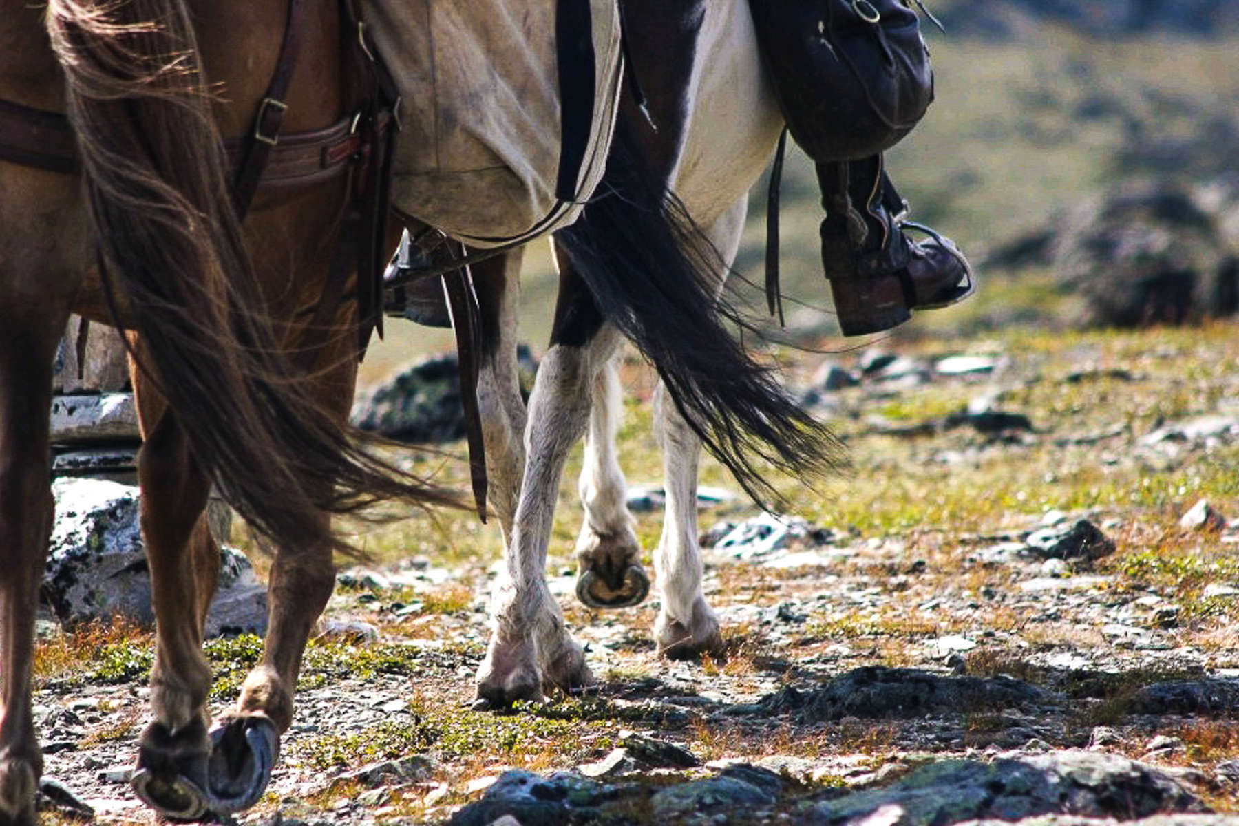 La Norvège à cheval