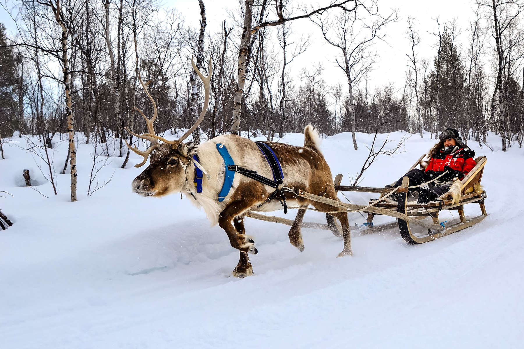 cadeau photo original Traineau a Cheval sous la neige SE SUEDE DIVERS