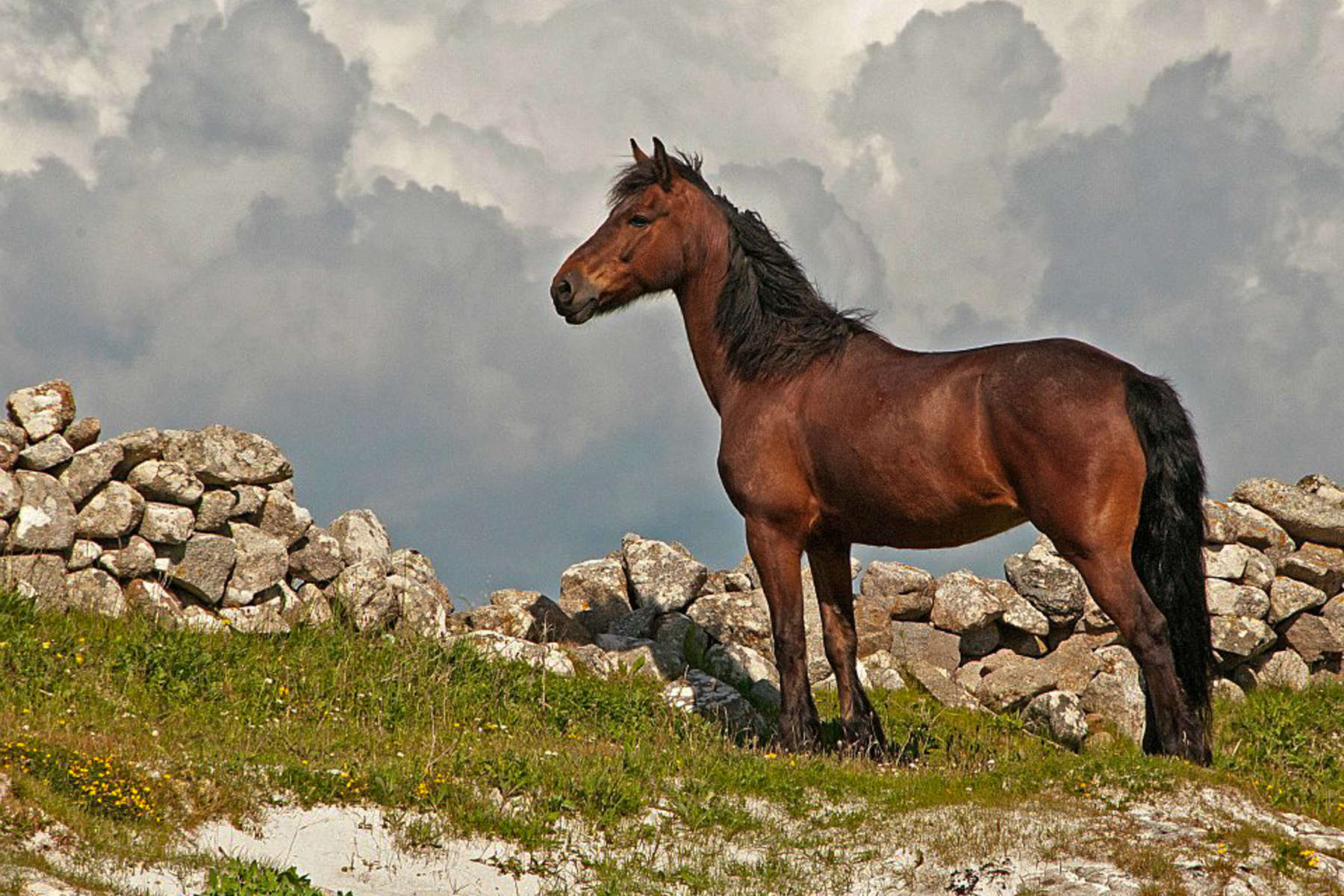 L'Irlande à cheval