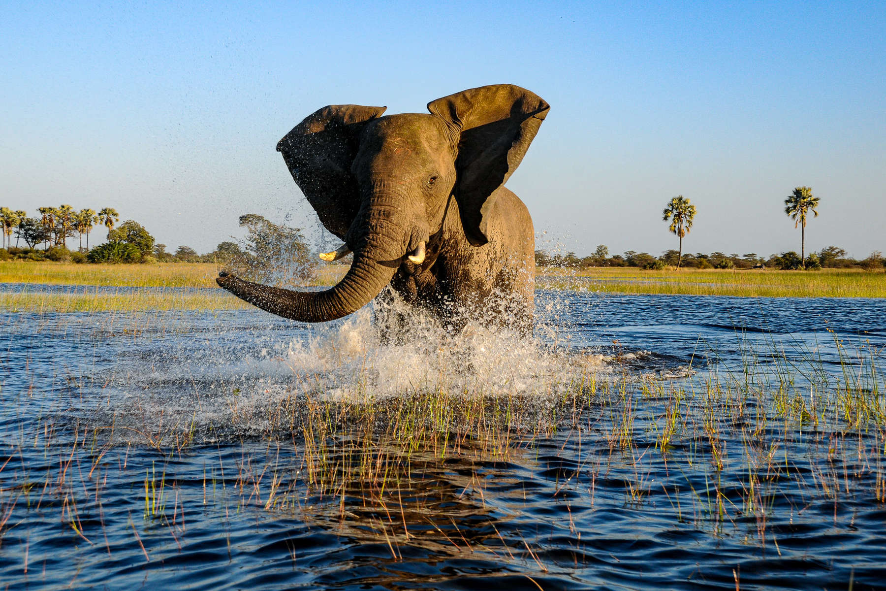 L'Okavango à cheval