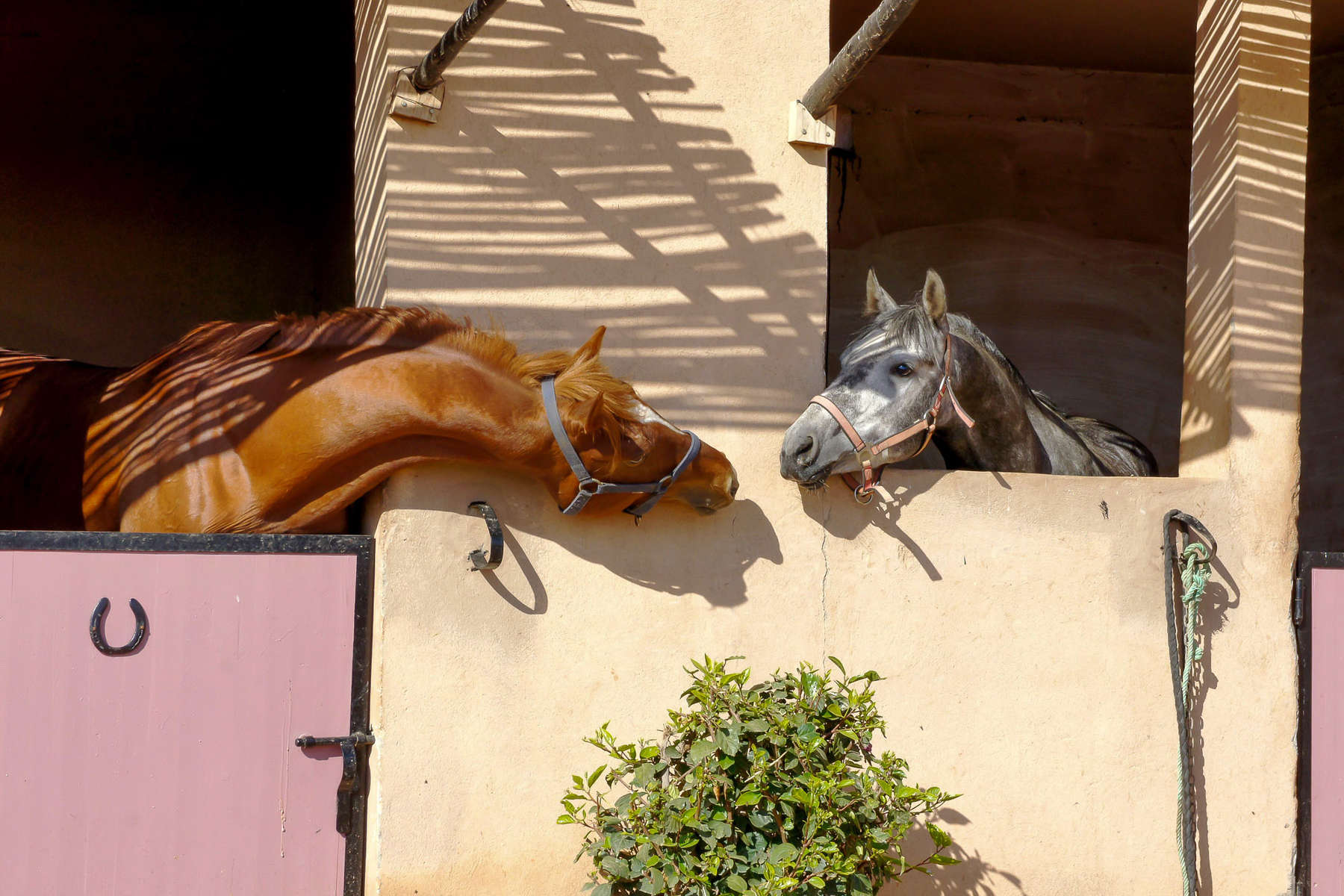 Maroc à cheval