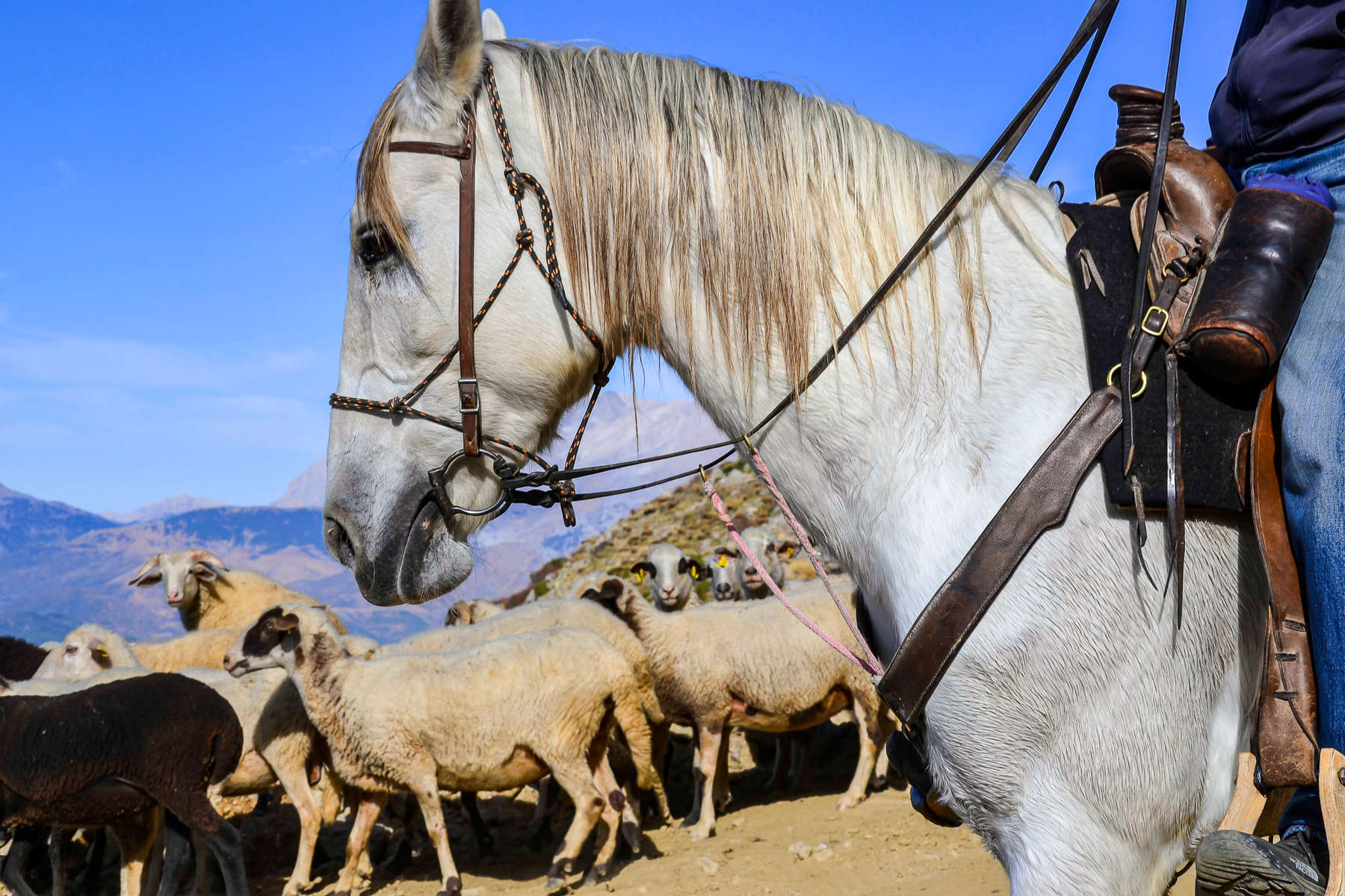Berger à cheval en Turquie Rando à cheval en Turquie