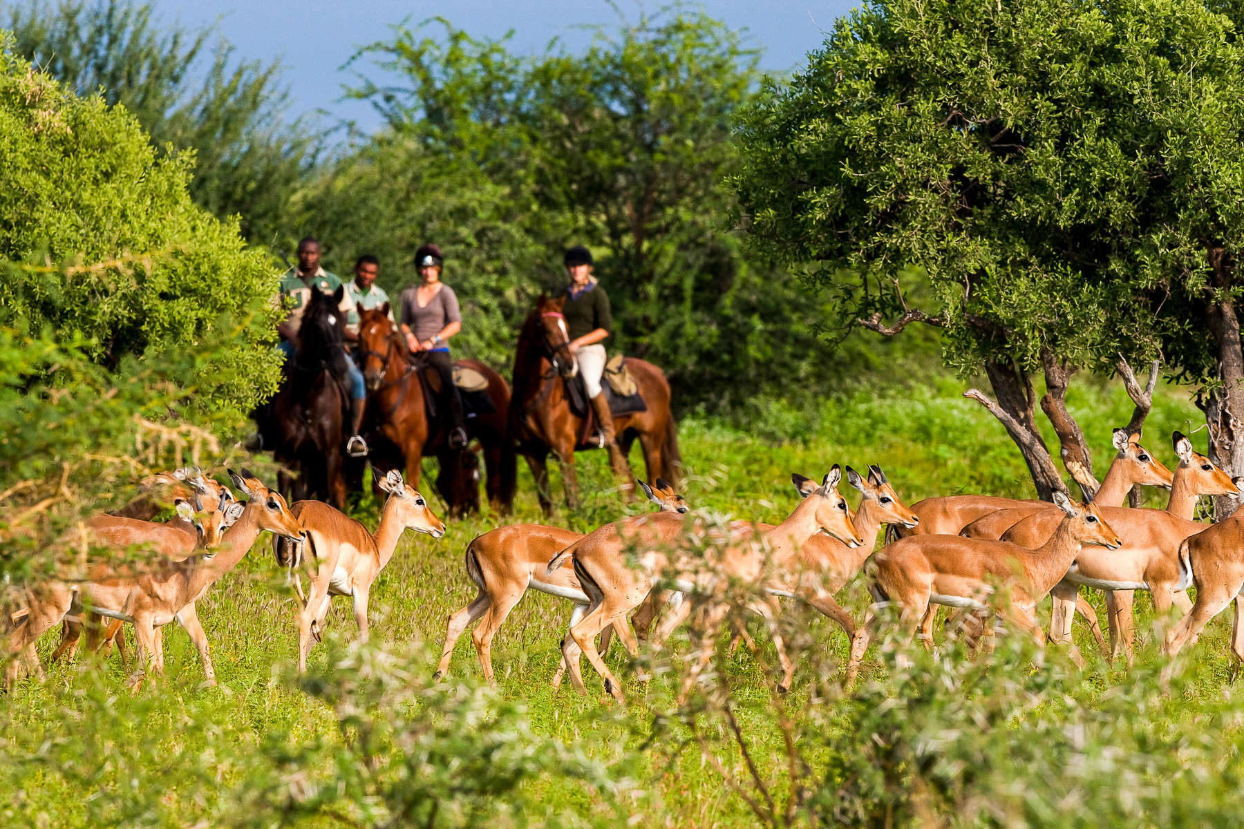 Safari à cheval au Botswana