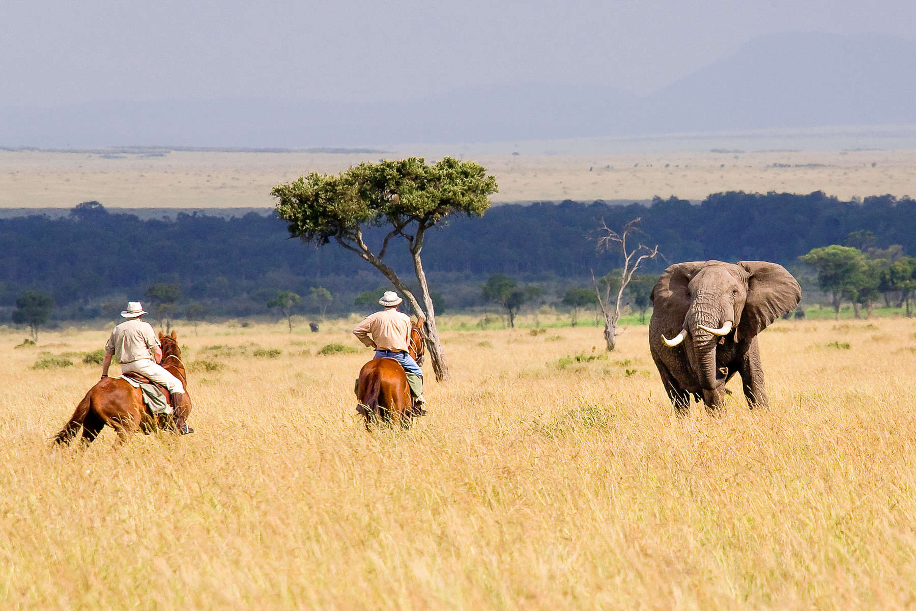 Safari à cheval au Kenya