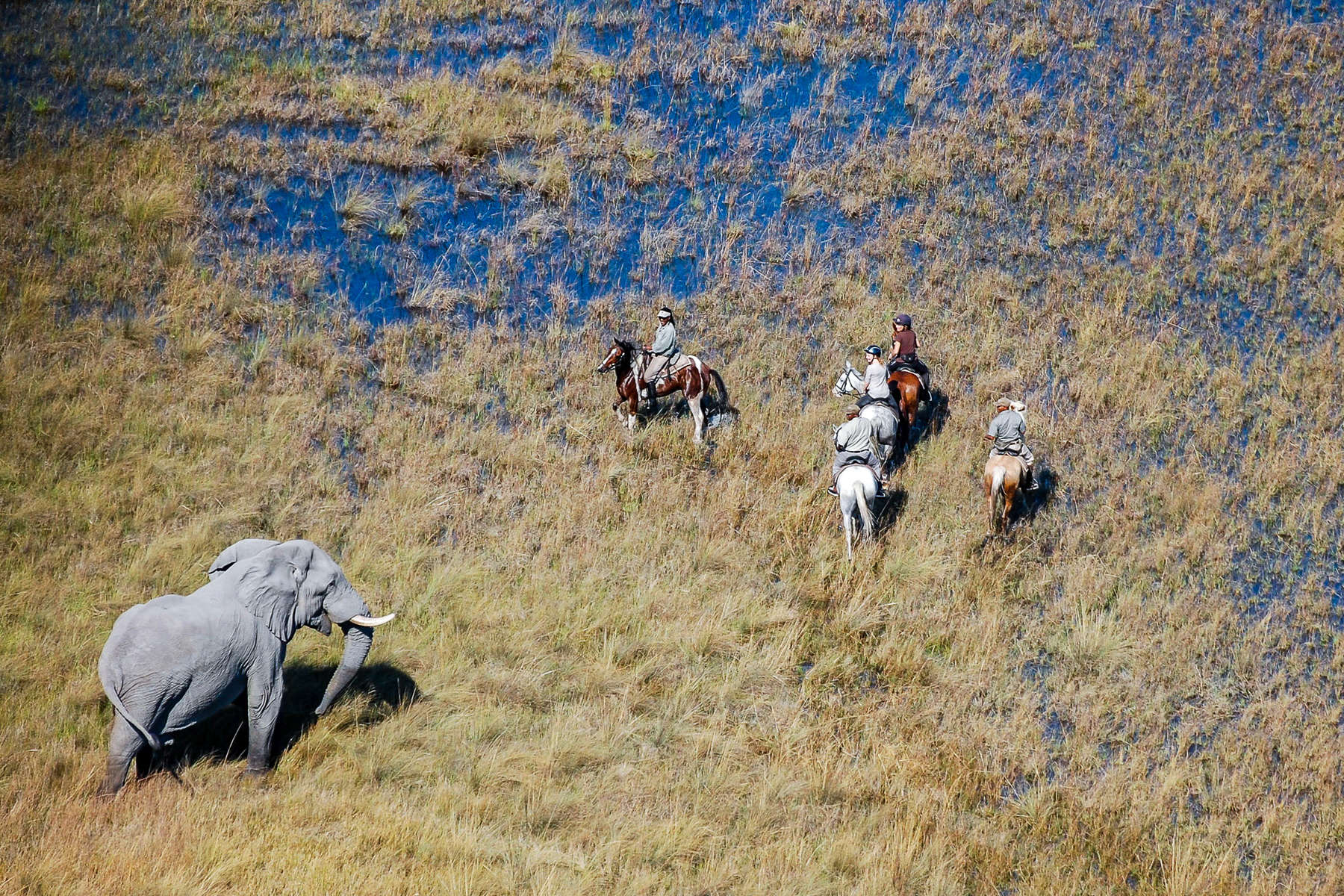 Safari à cheval dans l'Okavango