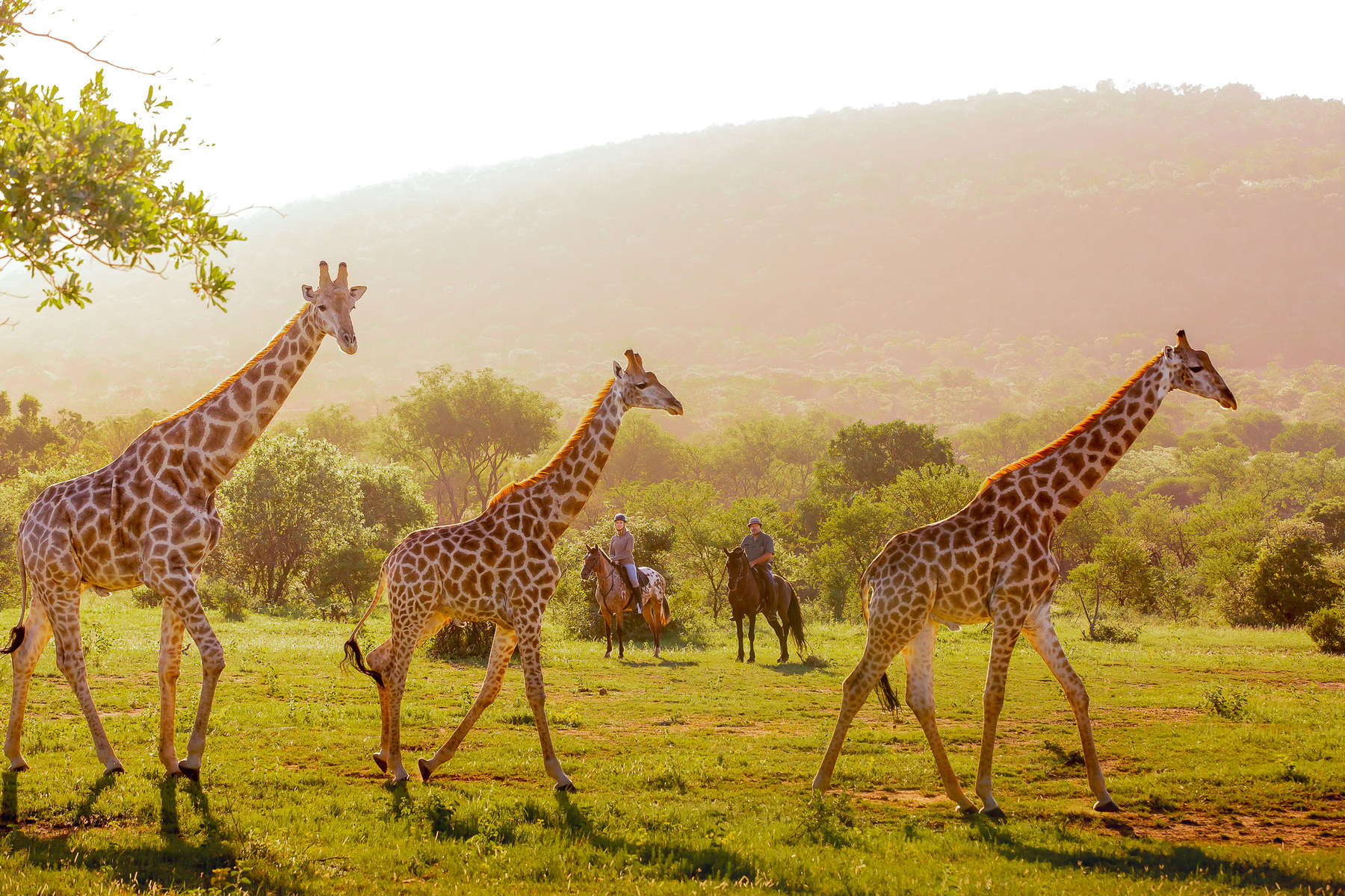 Safari à cheval en Afrique du Sud