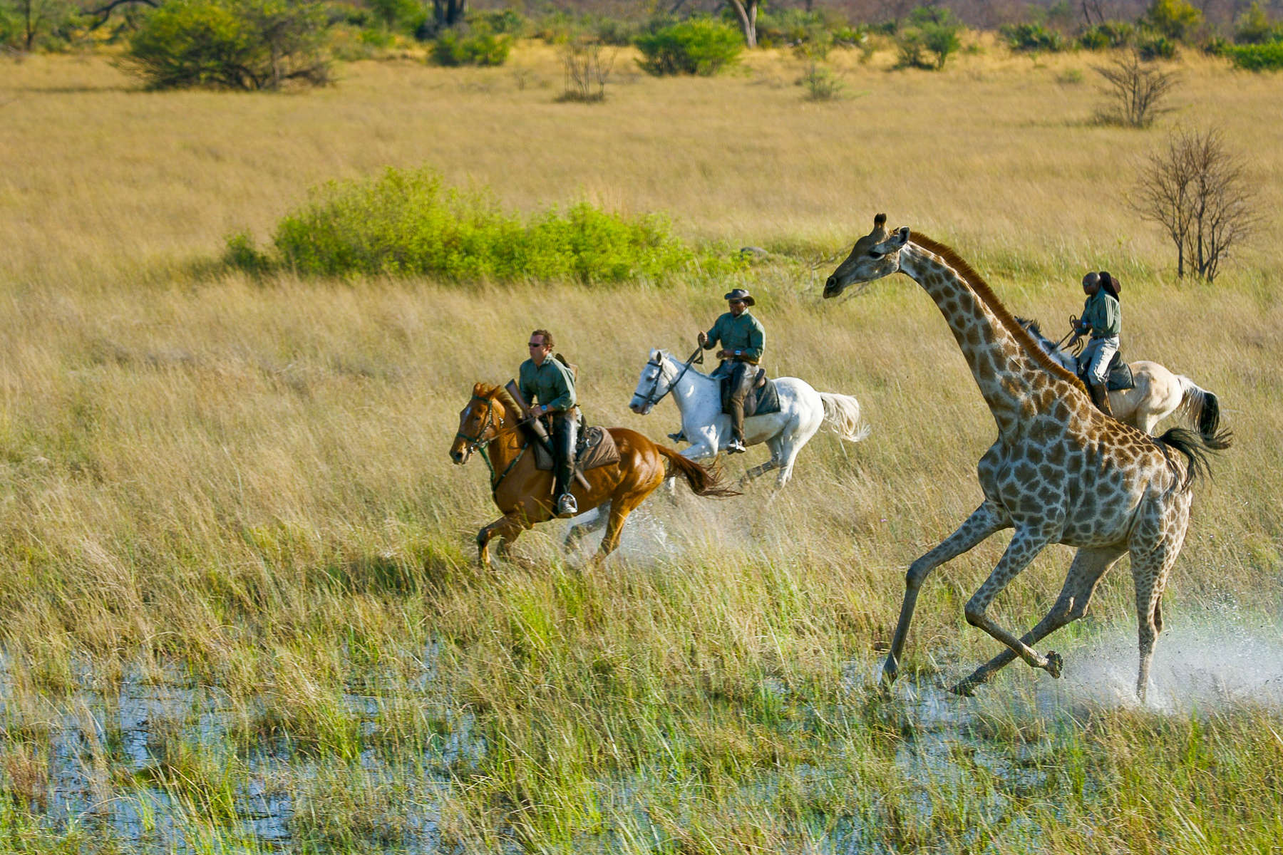 Safari au galop à cheval dans l'Okavango