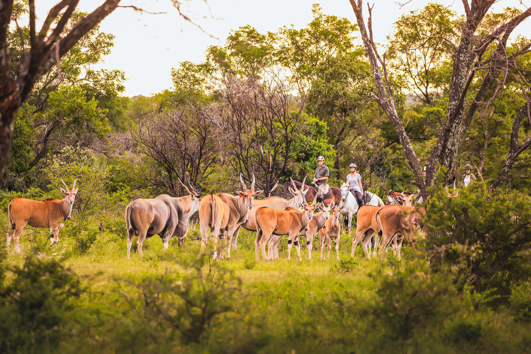 Safari équestre en Afrique du Sud