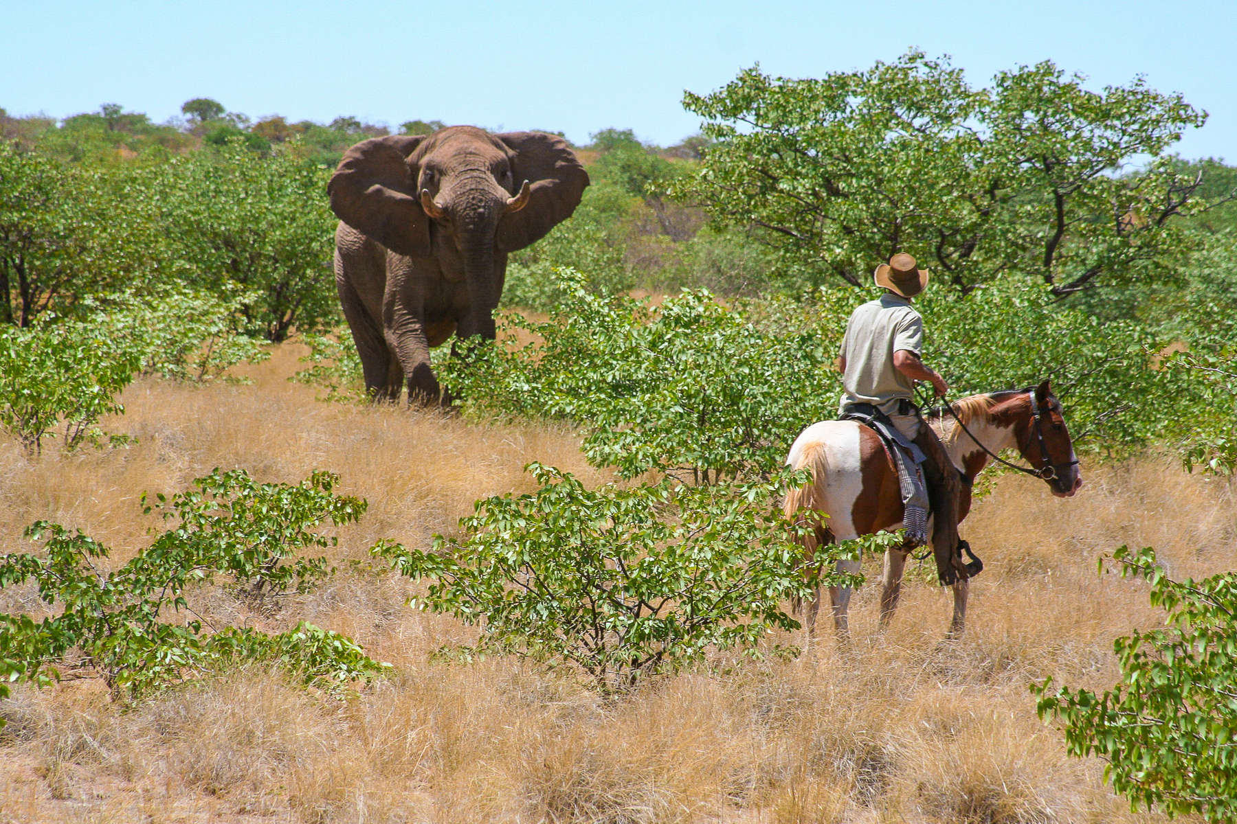 Observation des éléphants à cheval Safari équestre en Namibie