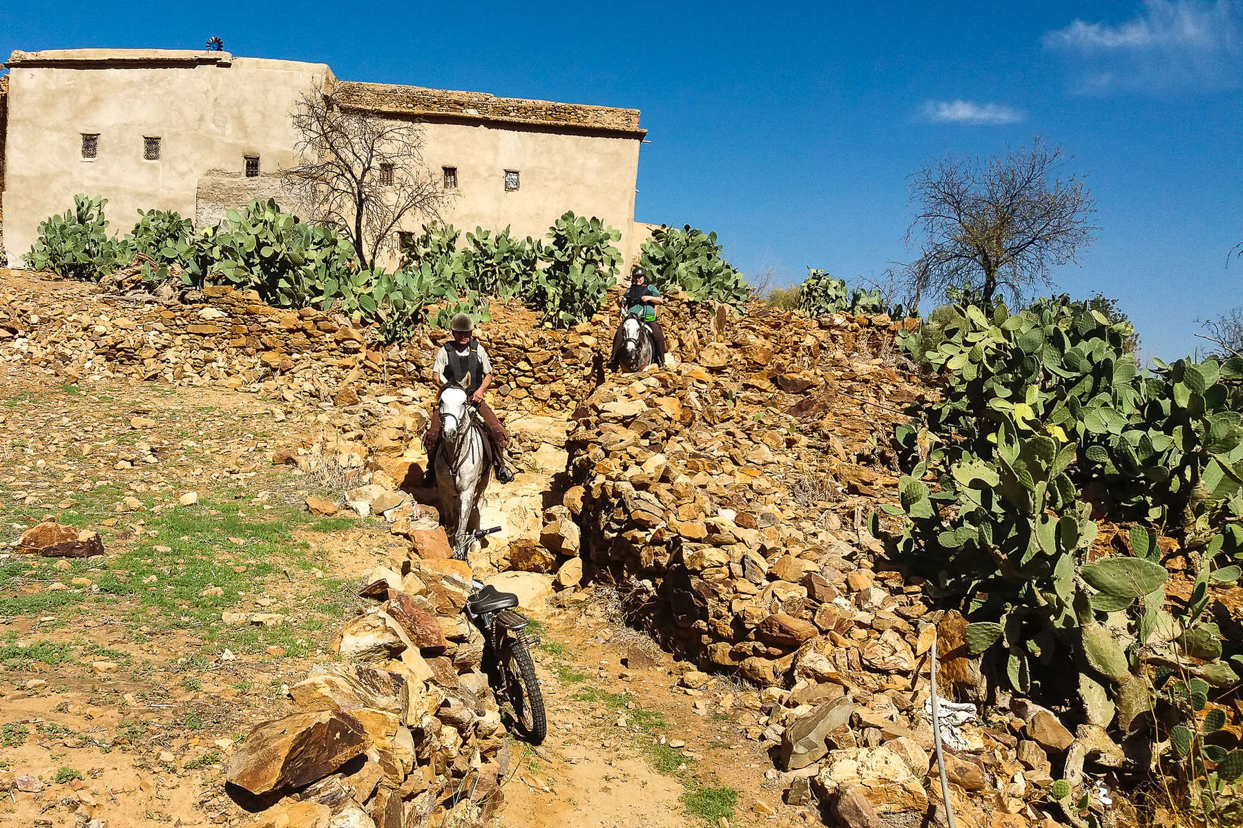 Sentier d'arganiers à cheval au Maroc