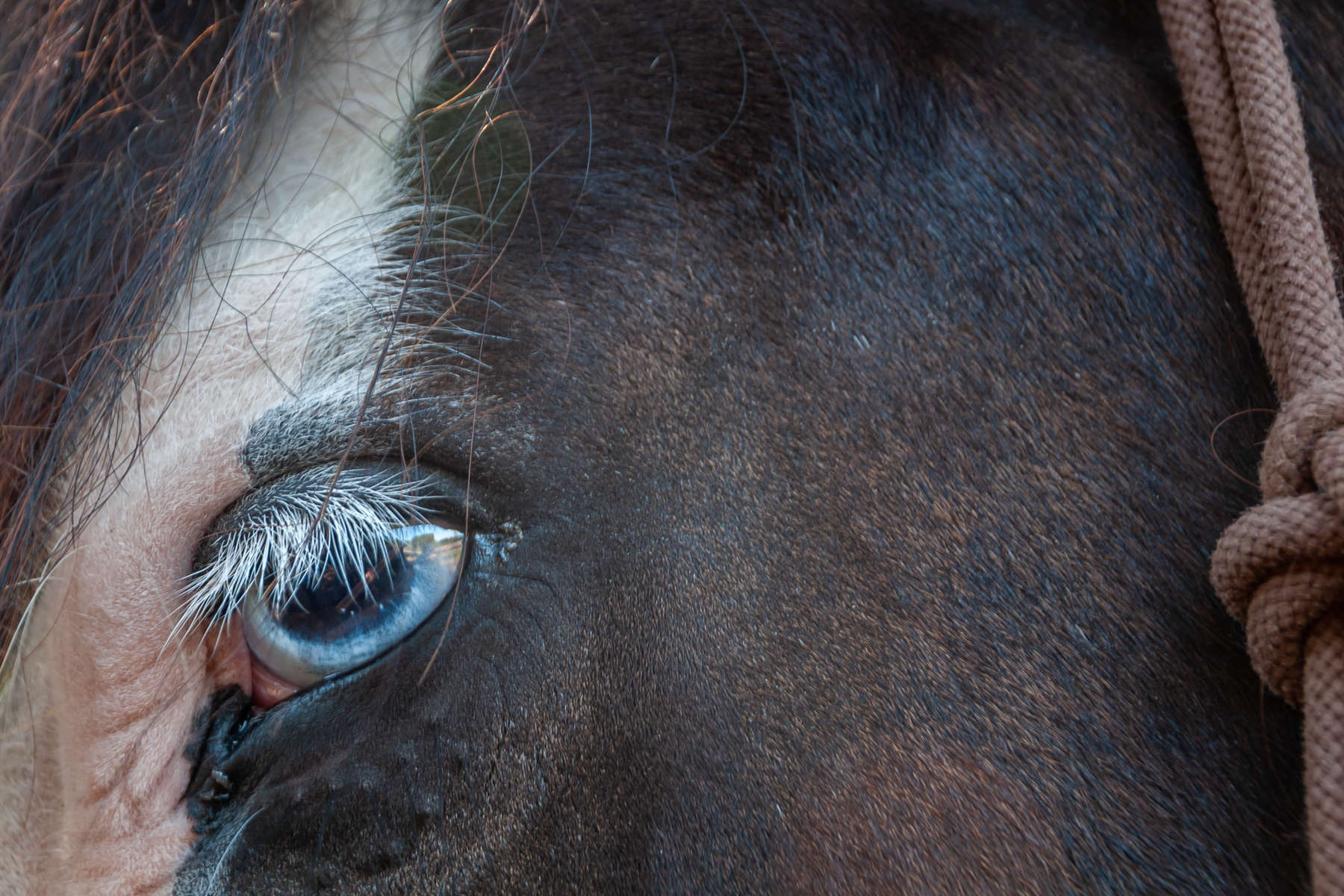 Tête de cheval