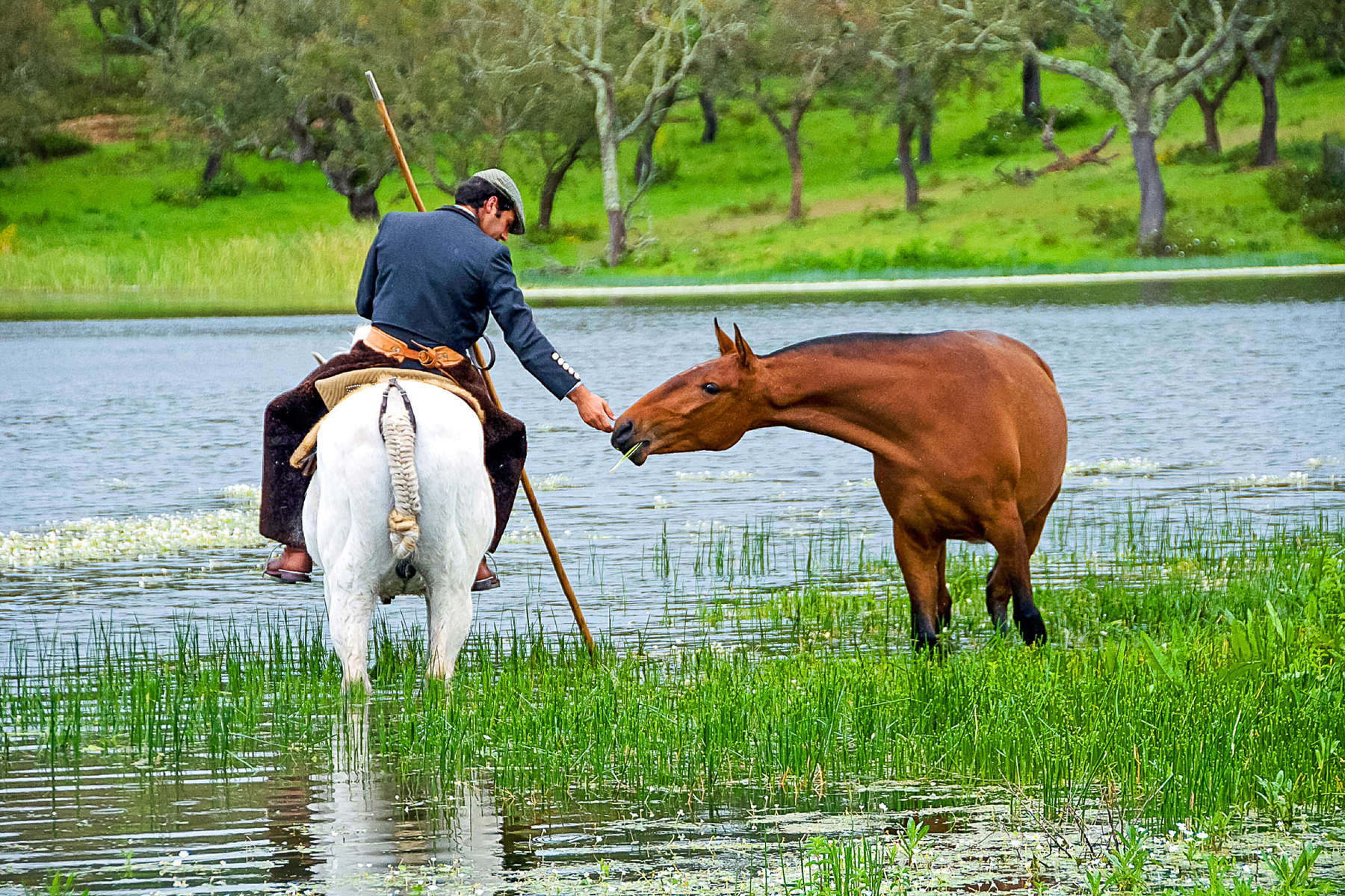 Paysages de l'Alentejo à cheval Traditions équestres au Portugal