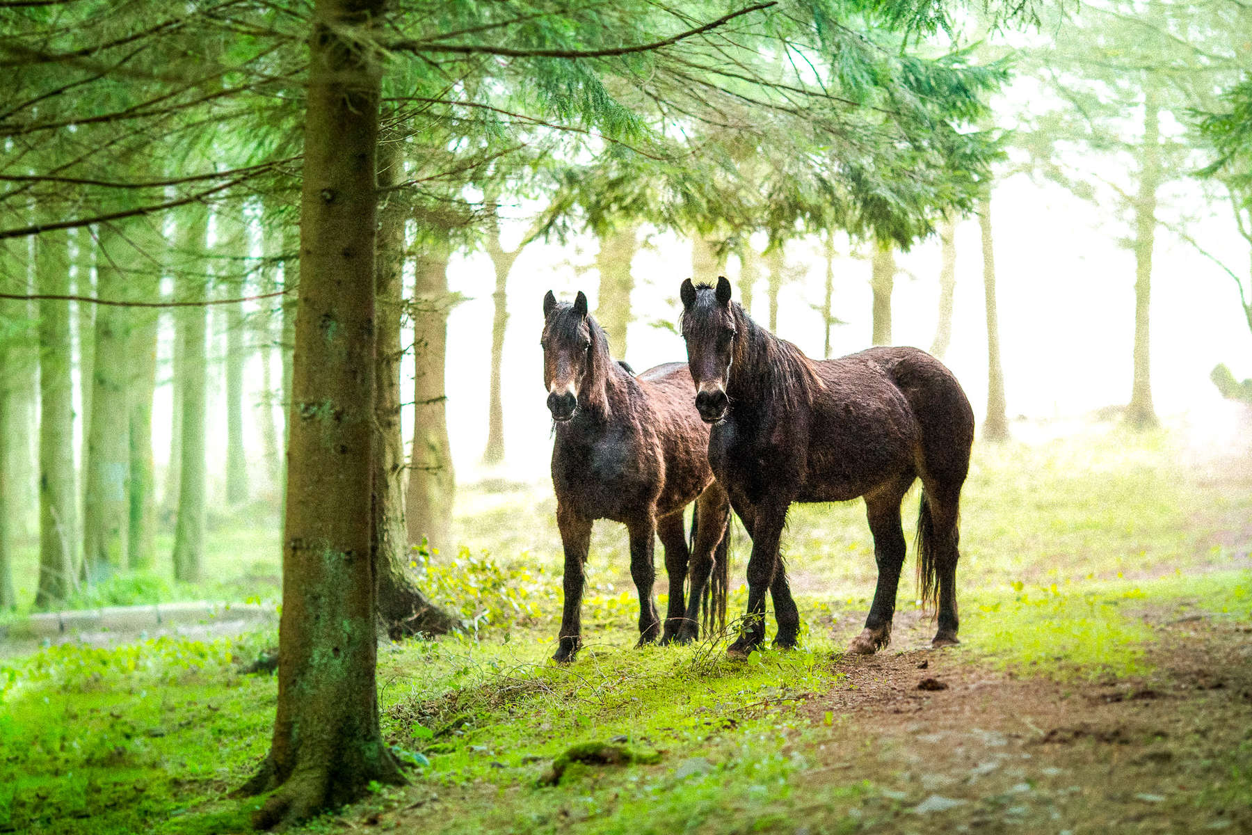 Traversée du Pays de Galles à cheval