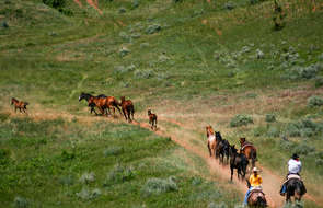 Convoyage à cheval dans le Montana