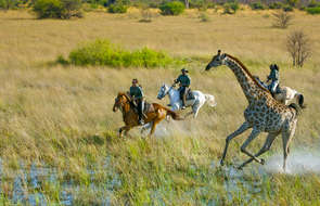 Safari au galop à cheval dans l'Okavango