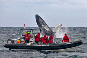 Baleines aux Açores