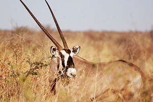 safari botswana cheval