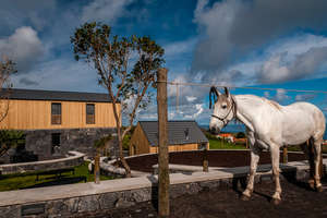 Cheval aux Açores