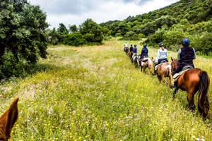 Dans les hautes herbes