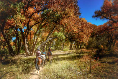 A cheval dans la forêt du Nouveau Mexique