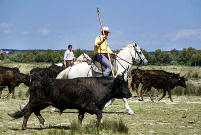 A cheval dans la manade Salierene