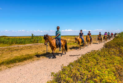 A cheval dans les chemins du Danemark